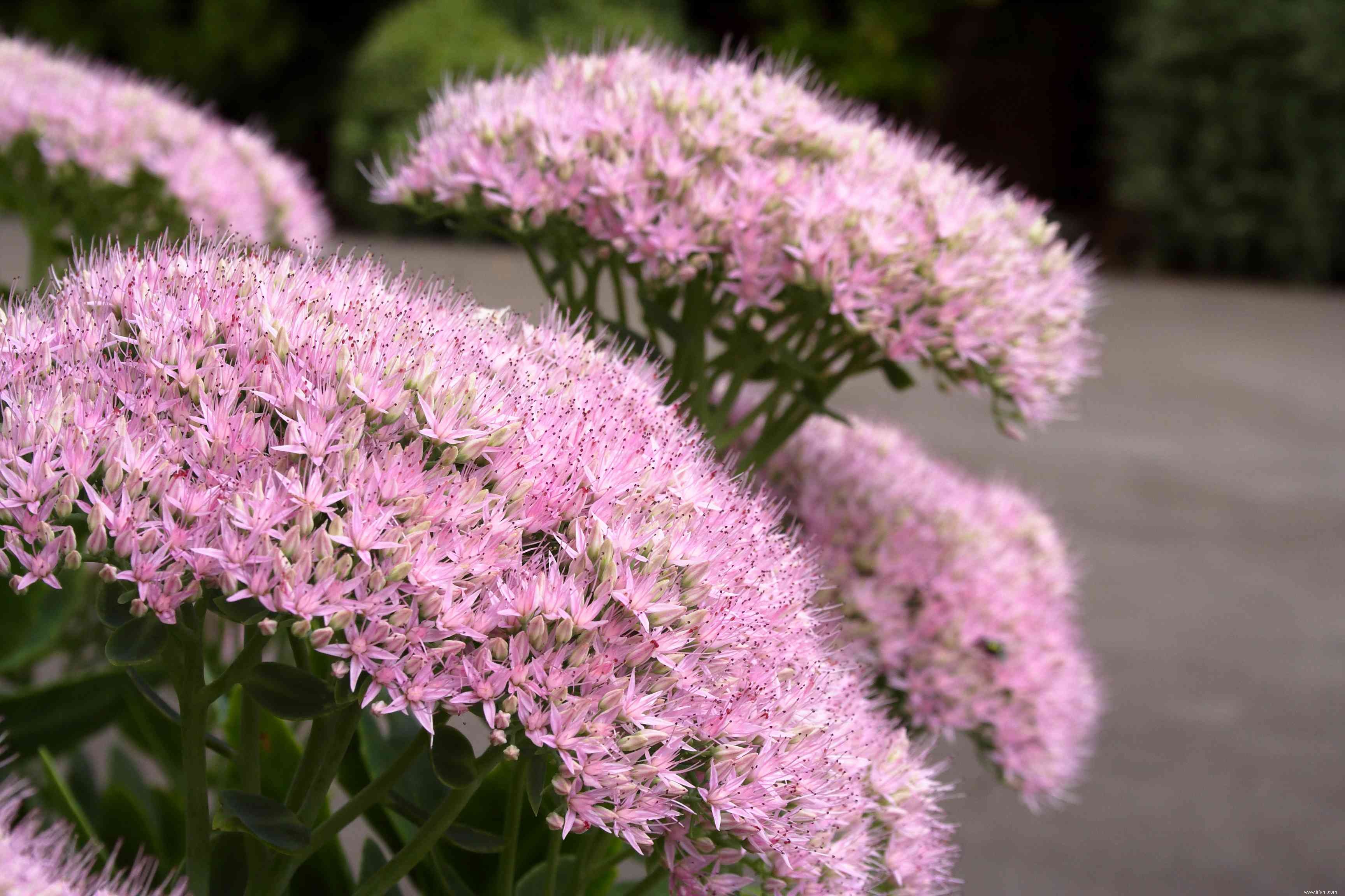 28 plantes vivaces faciles à cultiver pour les jardiniers débutants 