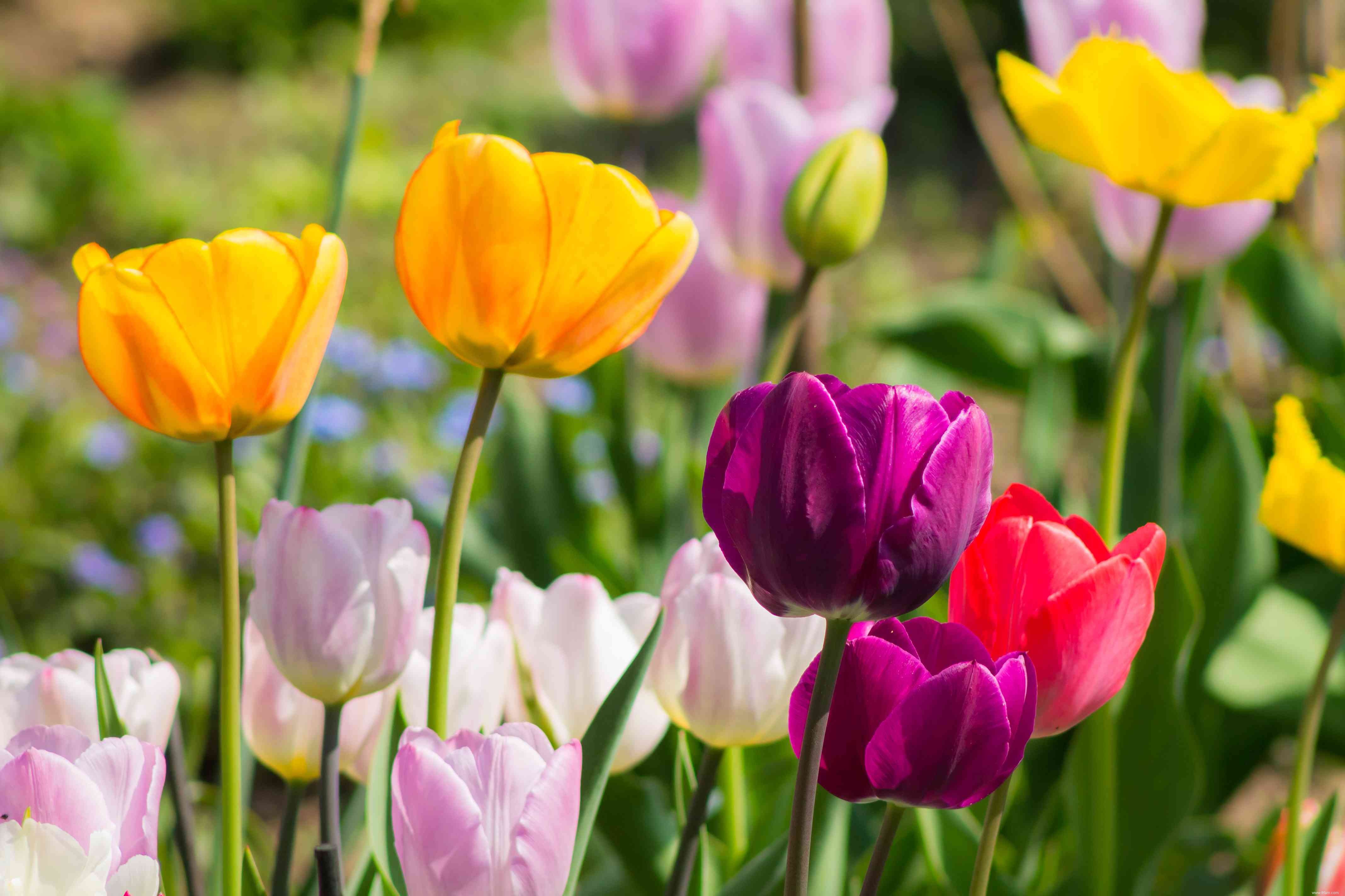 28 plantes vivaces faciles à cultiver pour les jardiniers débutants 