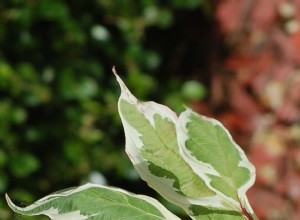 Photos de plantes à feuilles panachées 