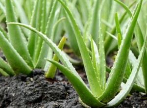 15 meilleures plantes pour les jardins résistants à la sécheresse 