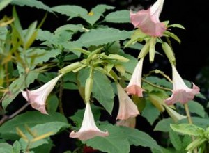 16 plantes qui sentent mieux la nuit 