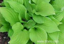 12 types d Hosta colorés pour votre jardin 