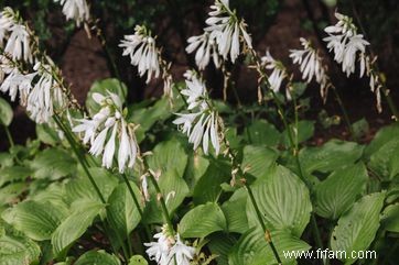 12 types d Hosta colorés pour votre jardin 