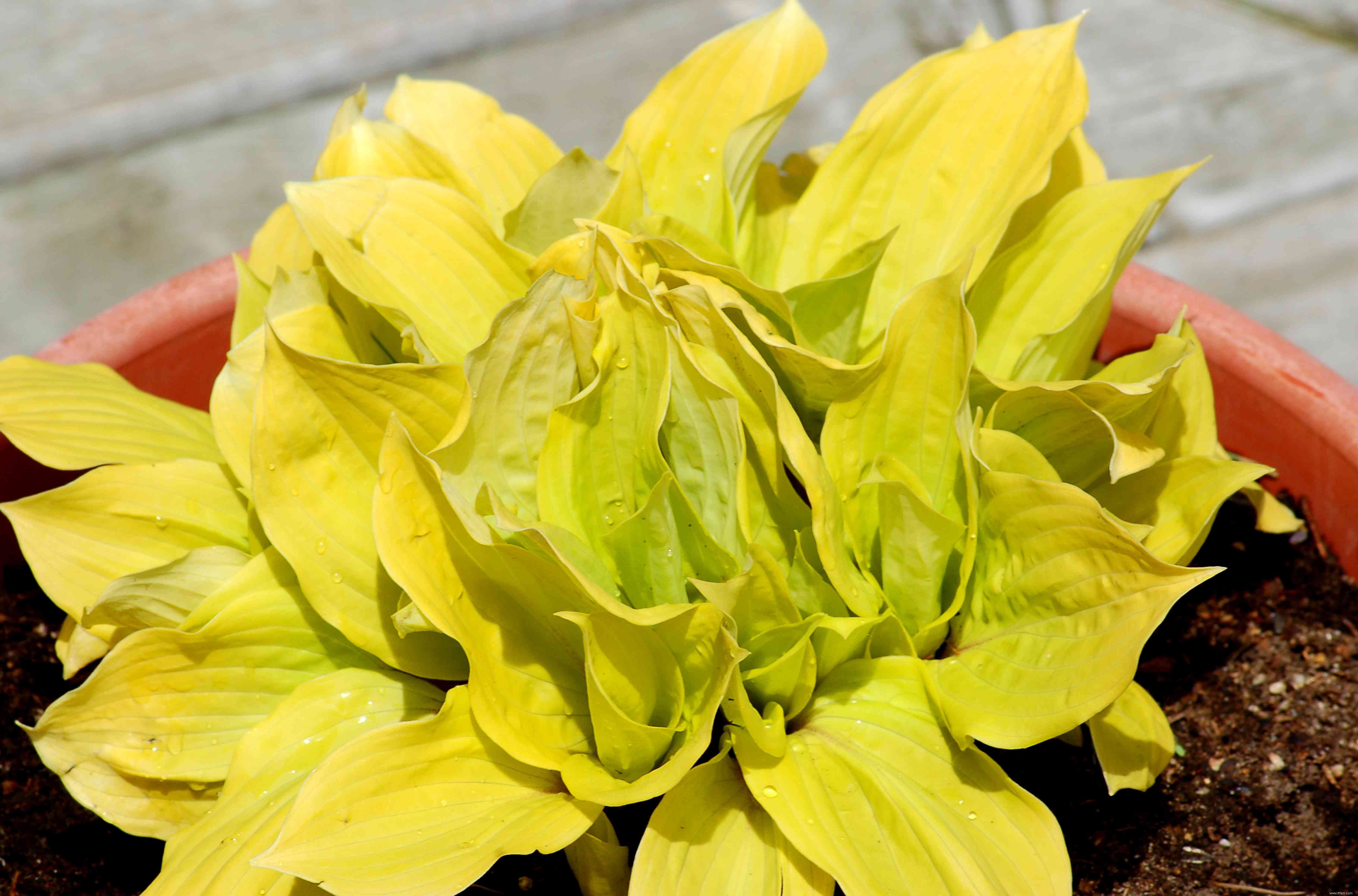 12 types d Hosta colorés pour votre jardin 