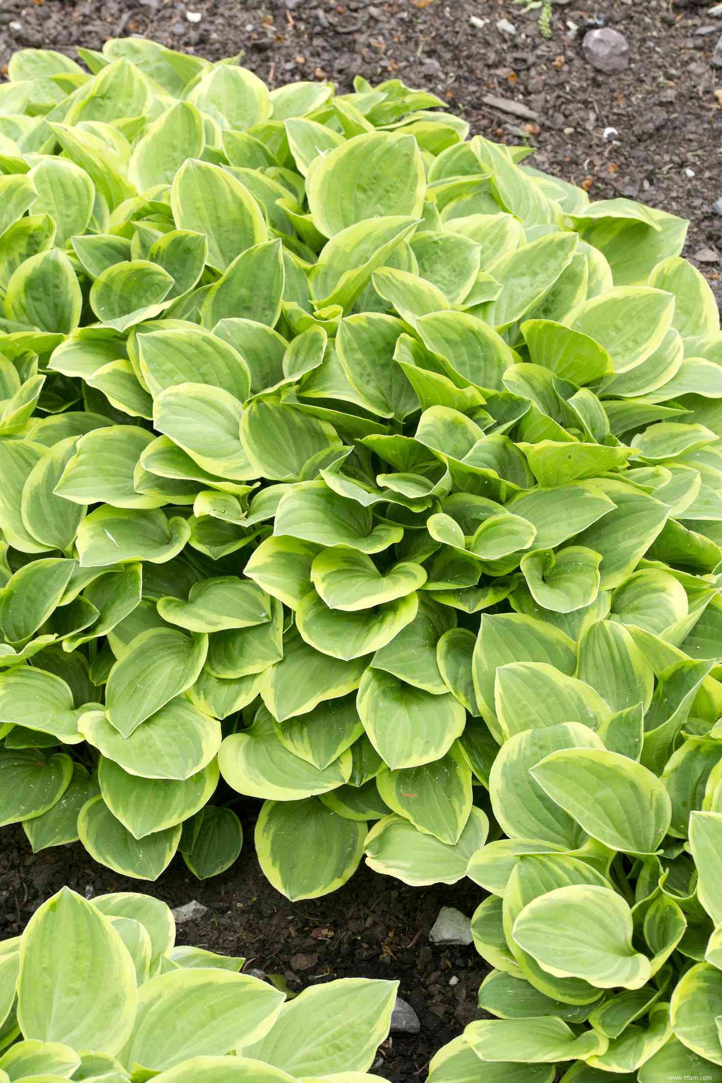 12 types d Hosta colorés pour votre jardin 