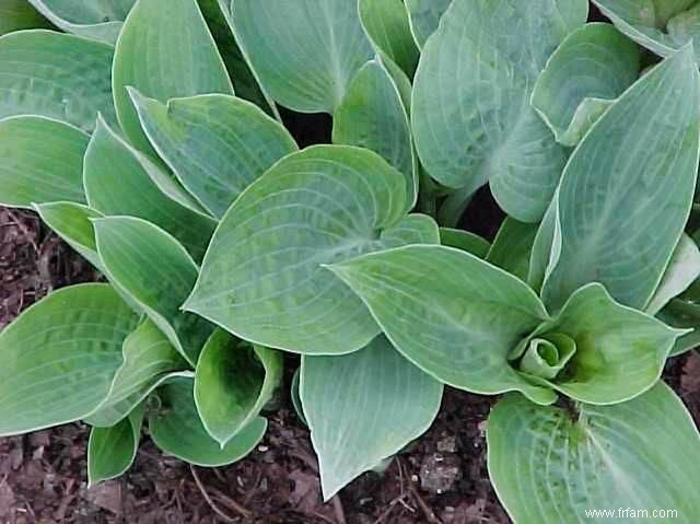 12 types d Hosta colorés pour votre jardin 