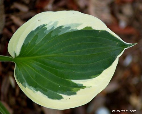 12 types d Hosta colorés pour votre jardin 