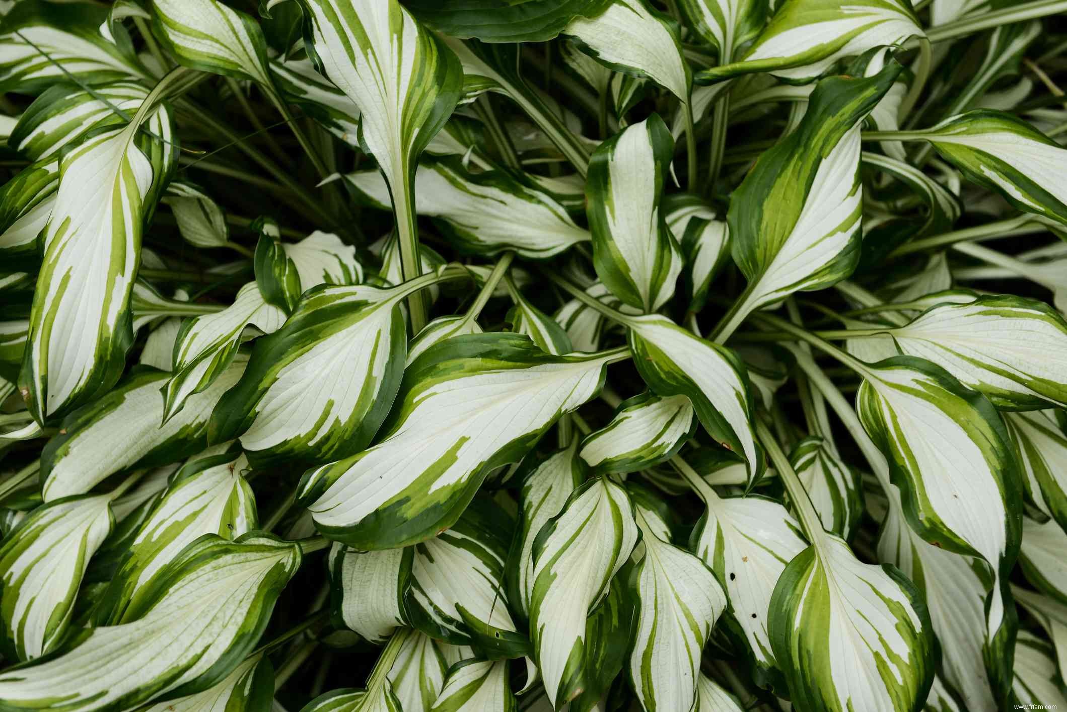 12 types d Hosta colorés pour votre jardin 