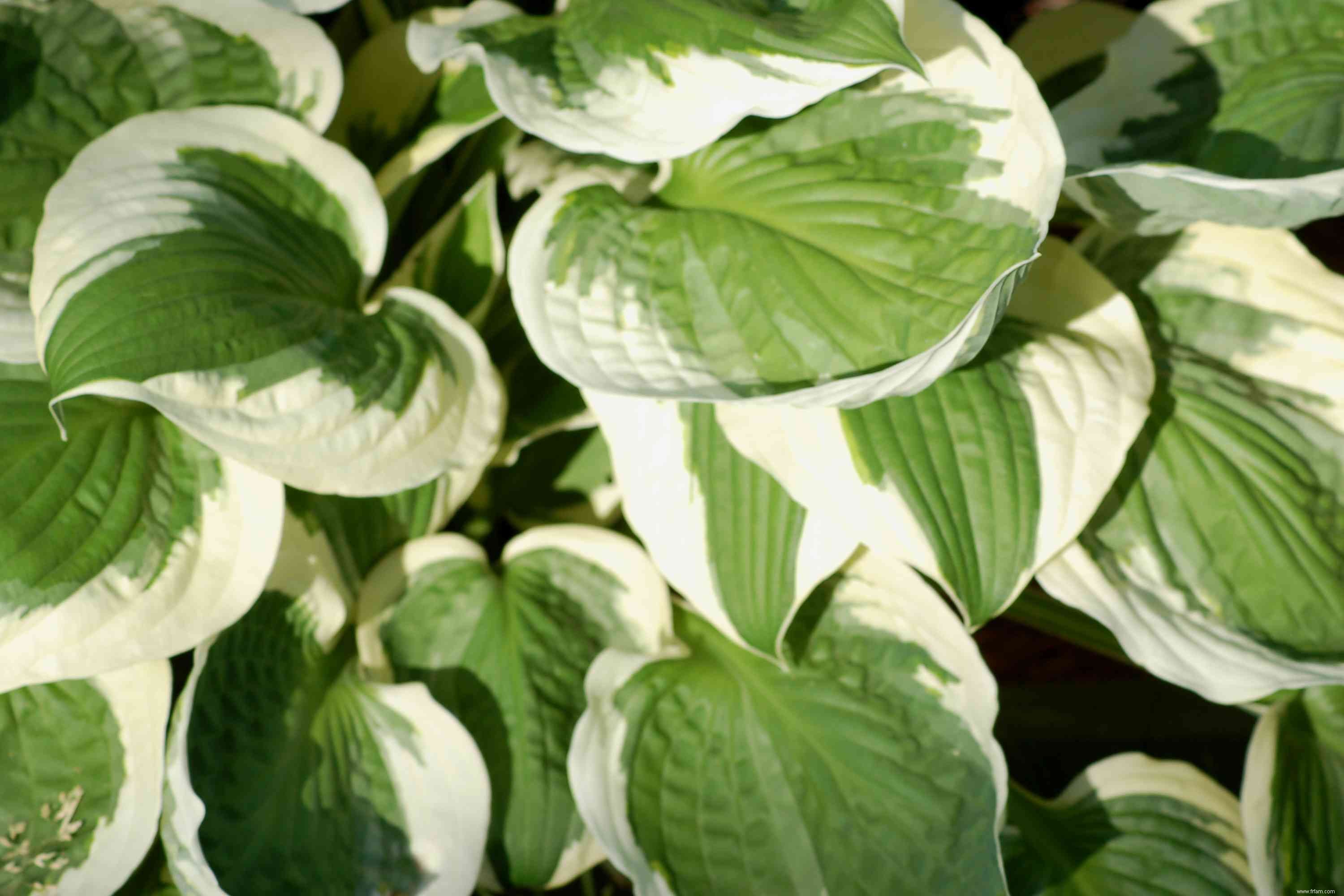 12 types d Hosta colorés pour votre jardin 