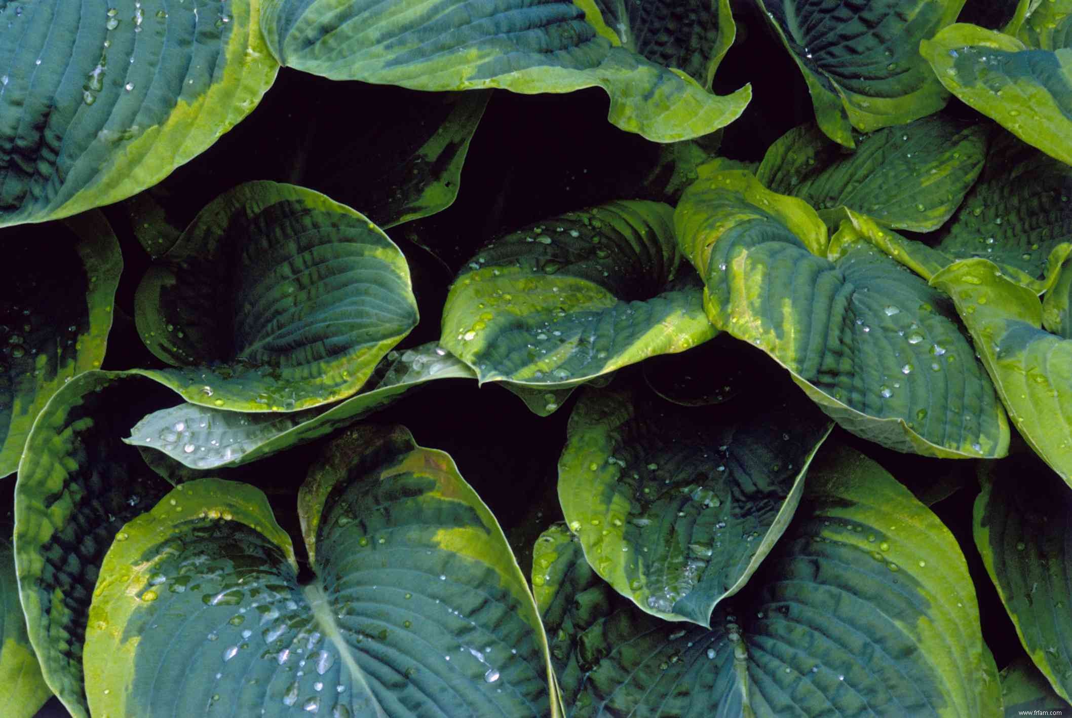 12 types d Hosta colorés pour votre jardin 