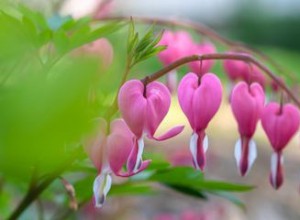 13 plantes qui poussent bien dans un sol acide 