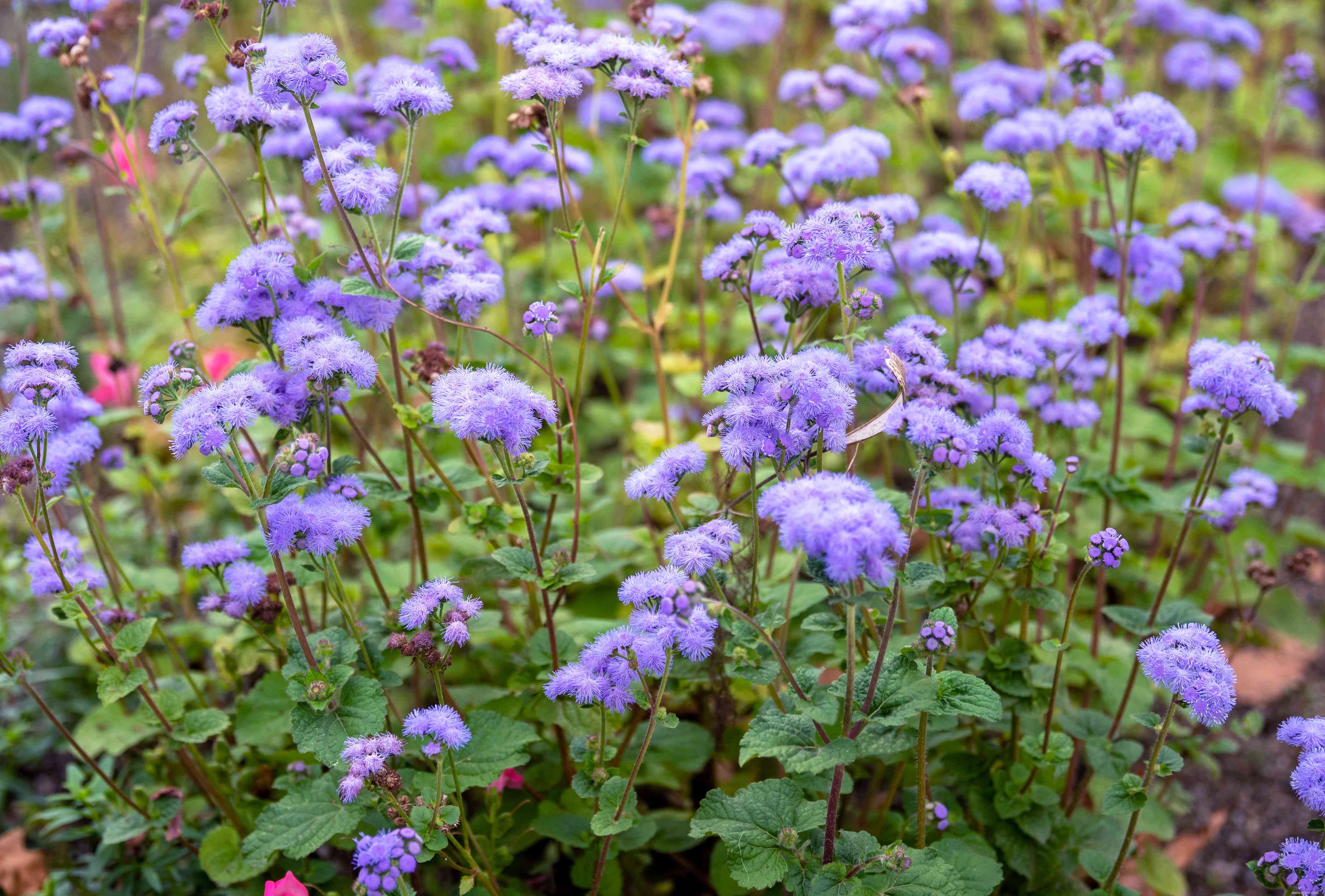 13 plantes qui poussent bien dans un sol acide 