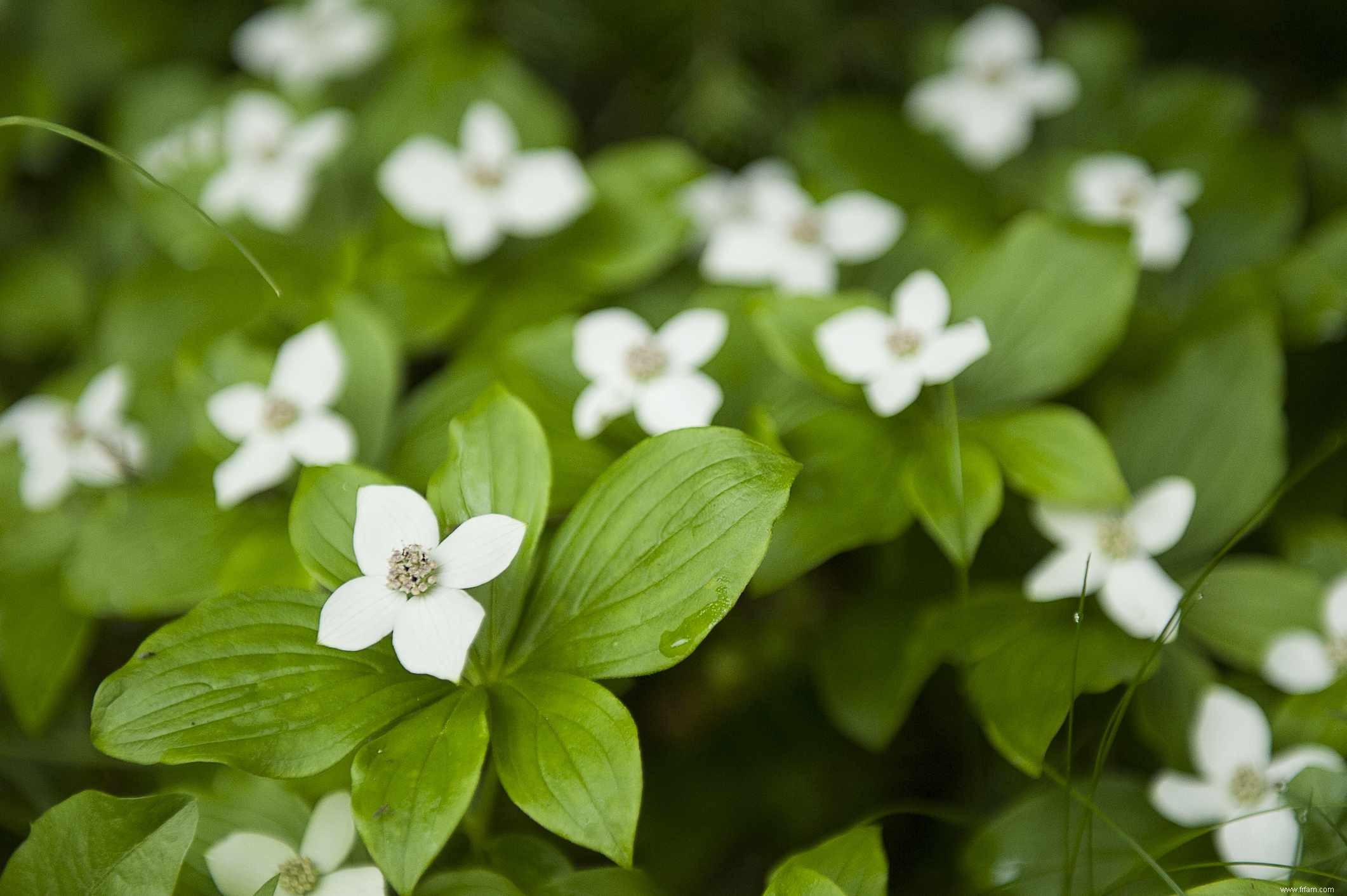 13 plantes qui poussent bien dans un sol acide 