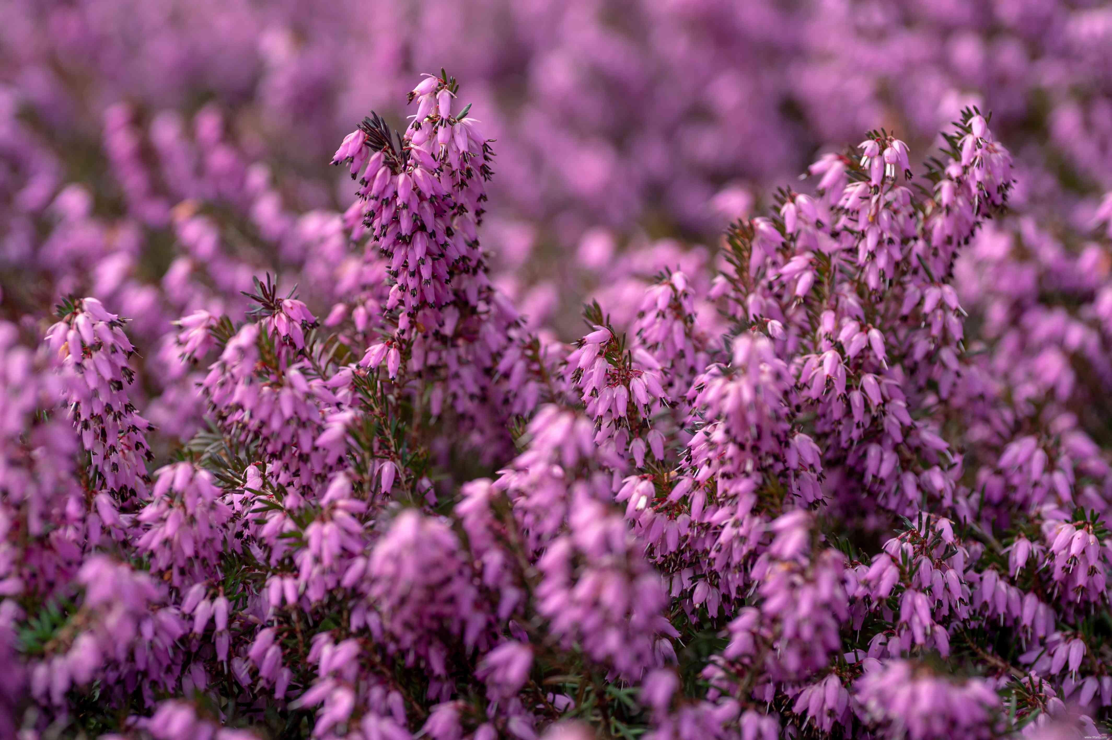 13 plantes qui poussent bien dans un sol acide 