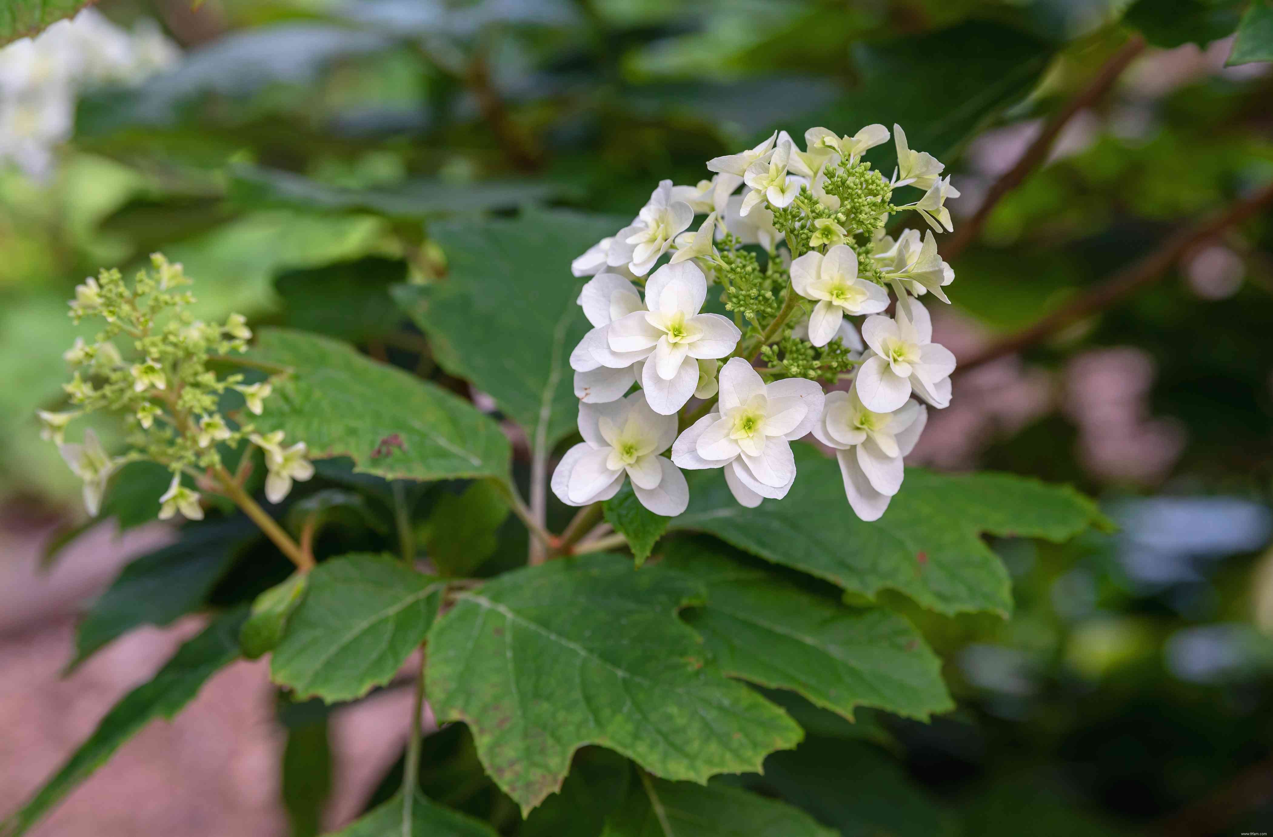 13 plantes qui poussent bien dans un sol acide 