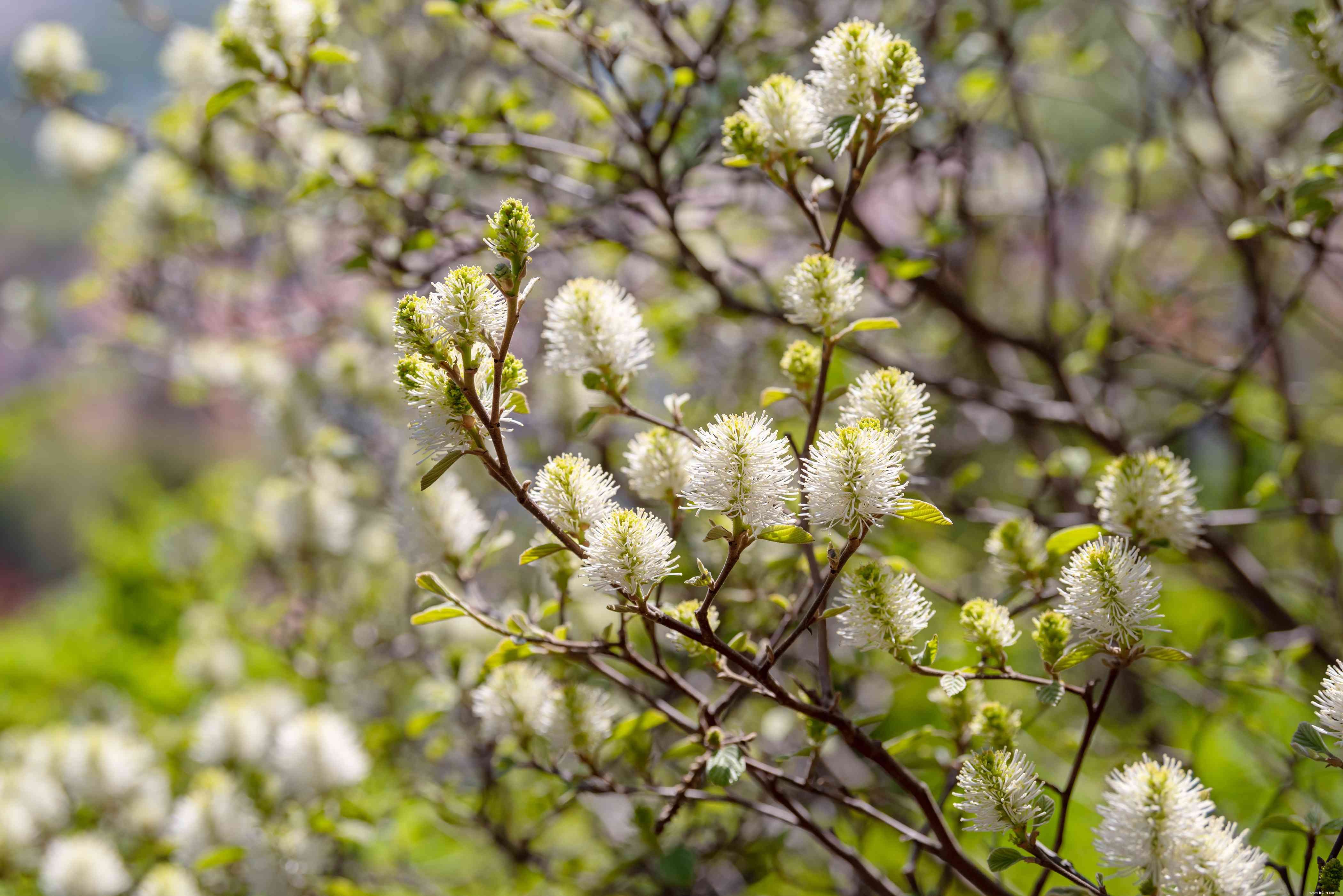 13 plantes qui poussent bien dans un sol acide 