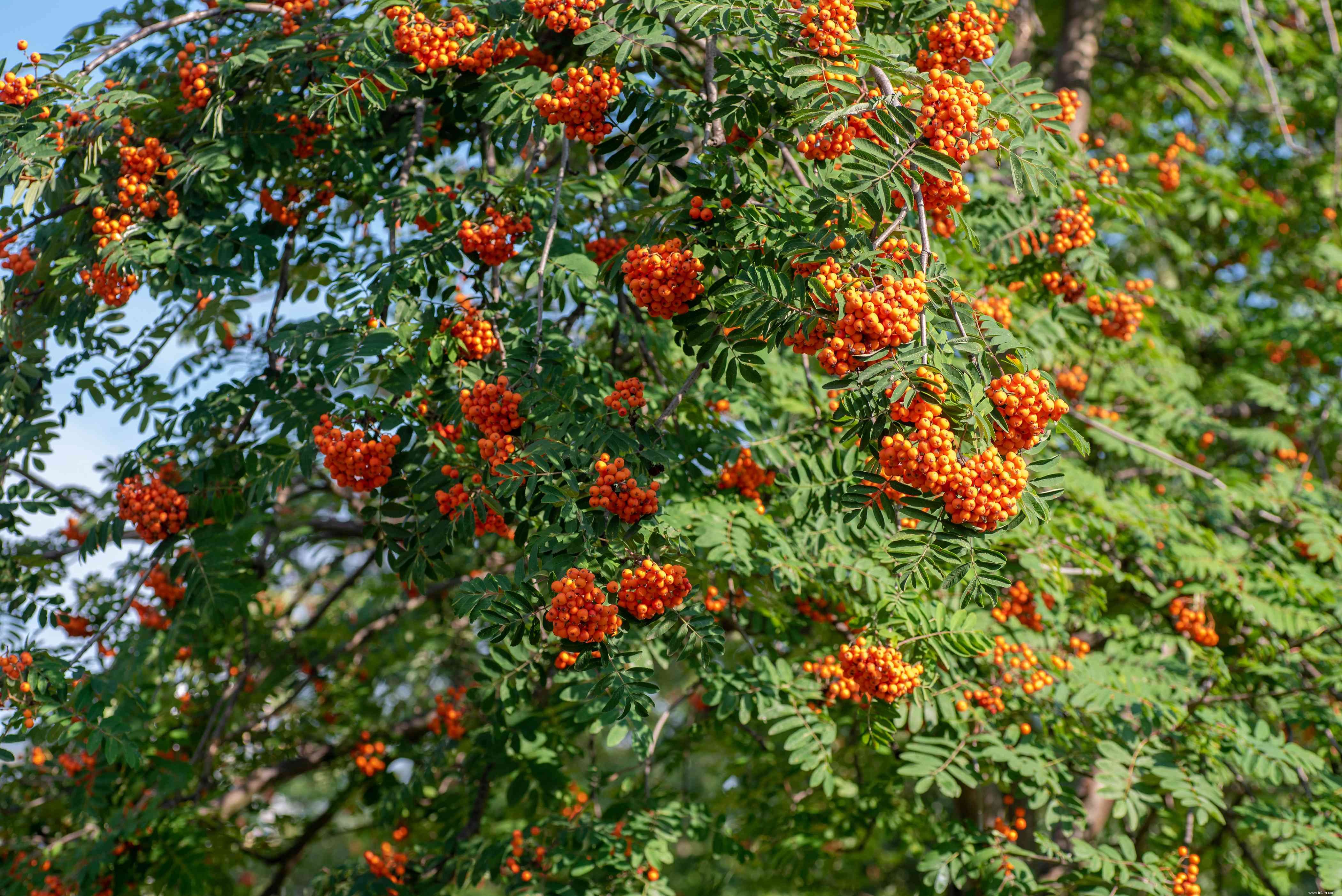 13 plantes qui poussent bien dans un sol acide 