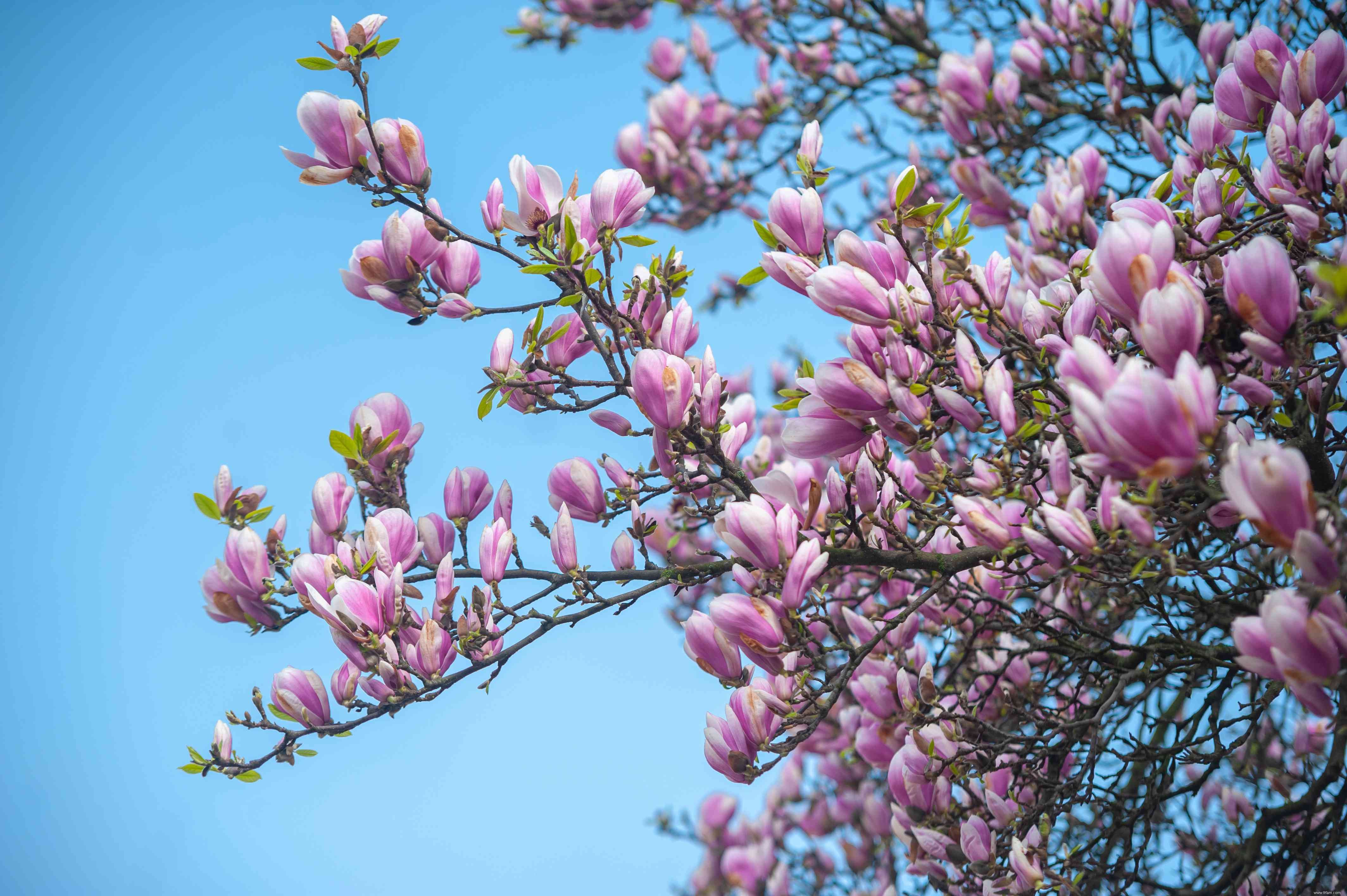 13 plantes qui poussent bien dans un sol acide 