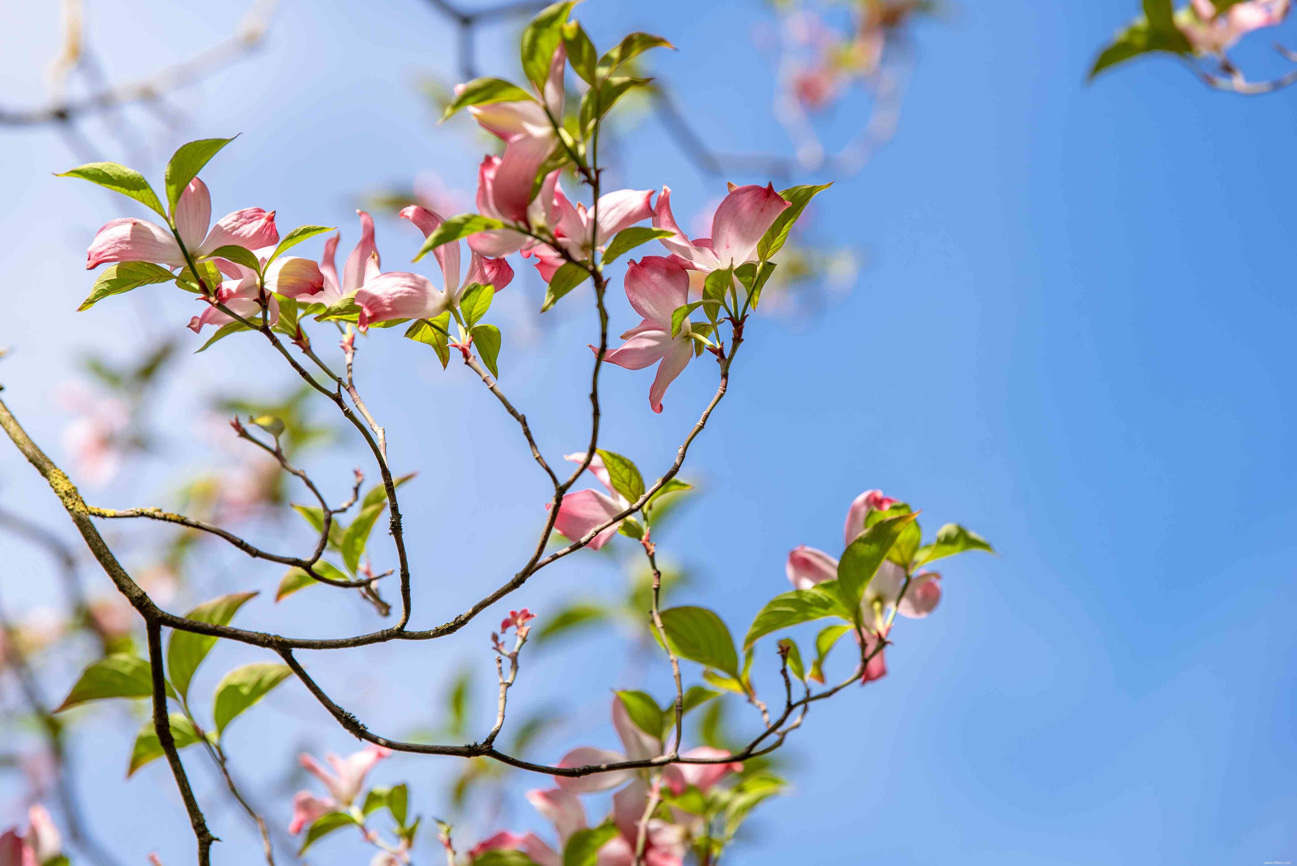 13 plantes qui poussent bien dans un sol acide 