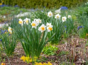 20 plantes faciles à cultiver en extérieur 