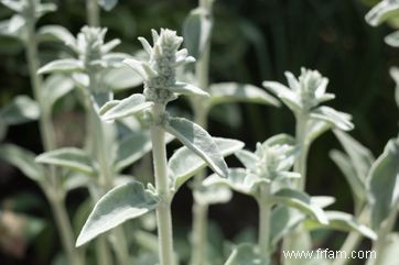 12 meilleures plantes à cultiver pour les enfants 