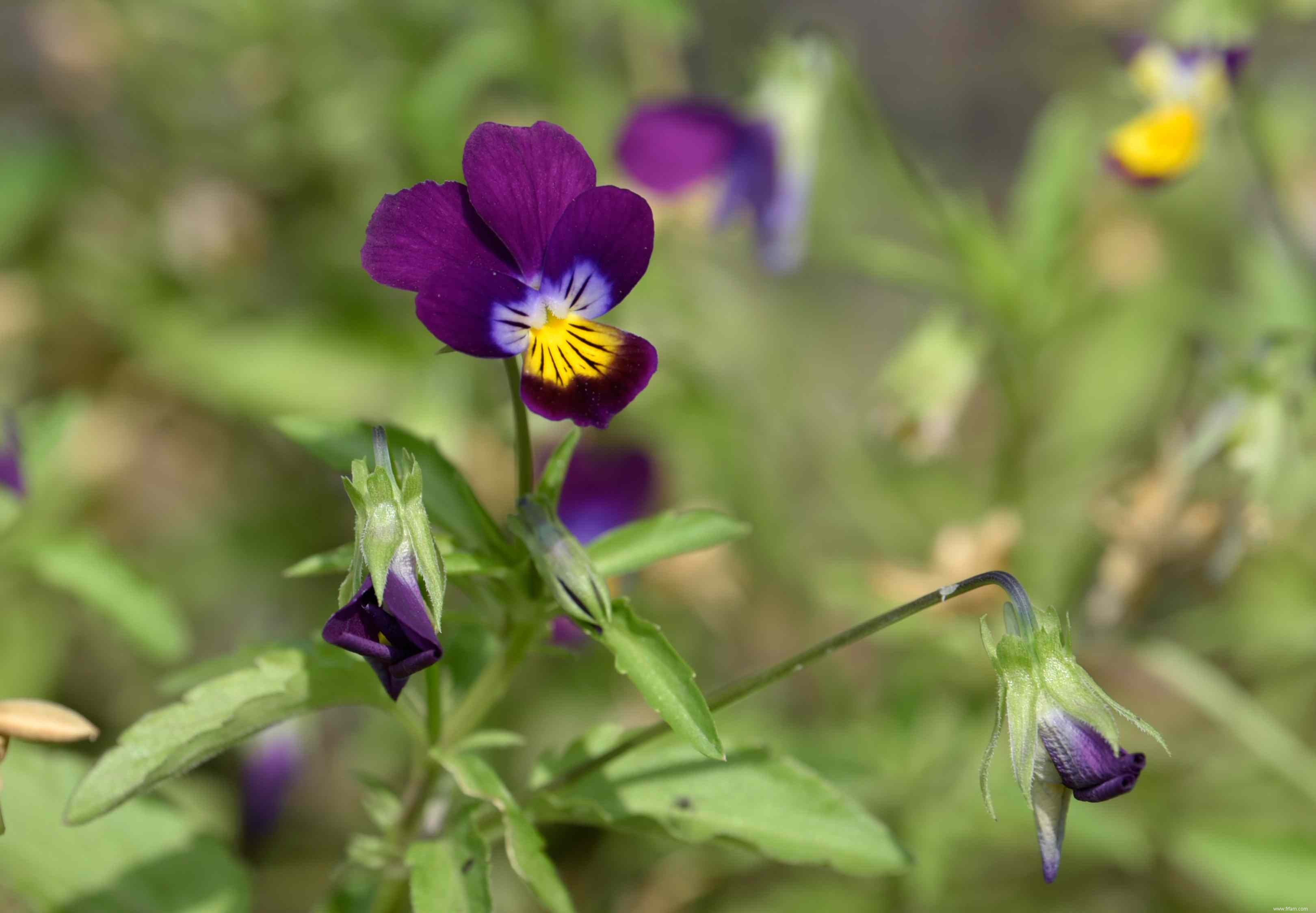 12 meilleures plantes à cultiver pour les enfants 