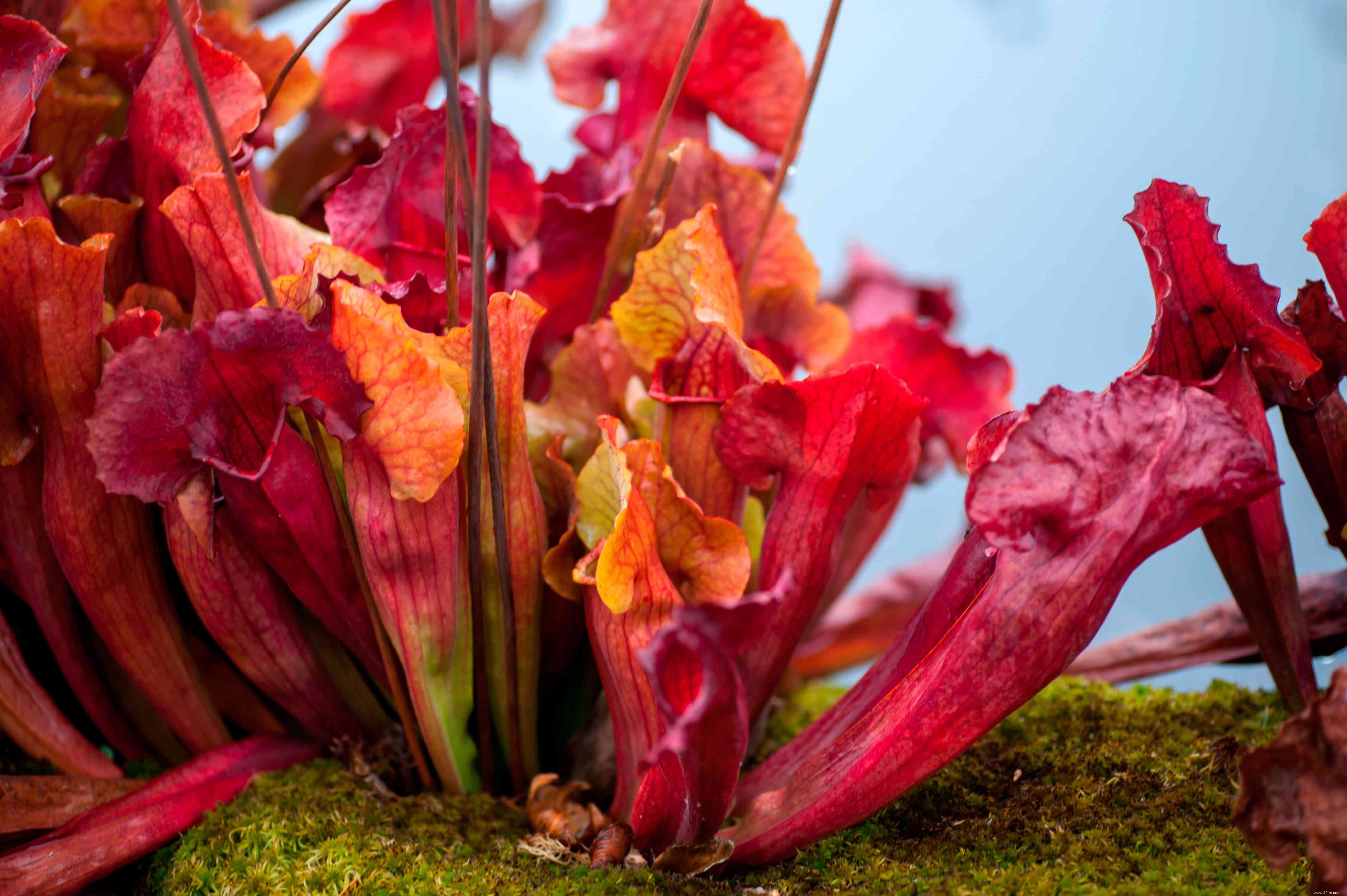 12 meilleures plantes à cultiver pour les enfants 