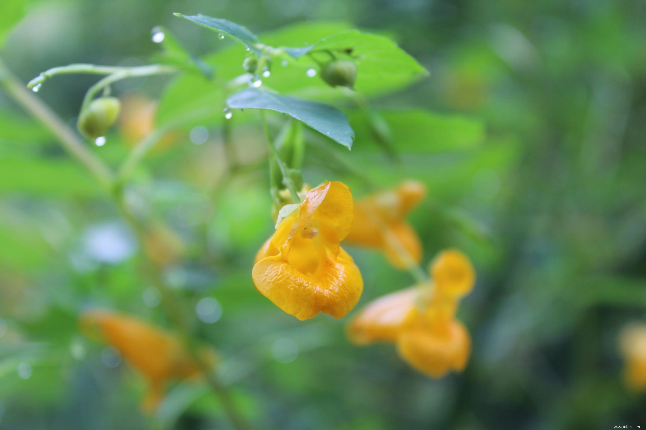 12 meilleures plantes à cultiver pour les enfants 