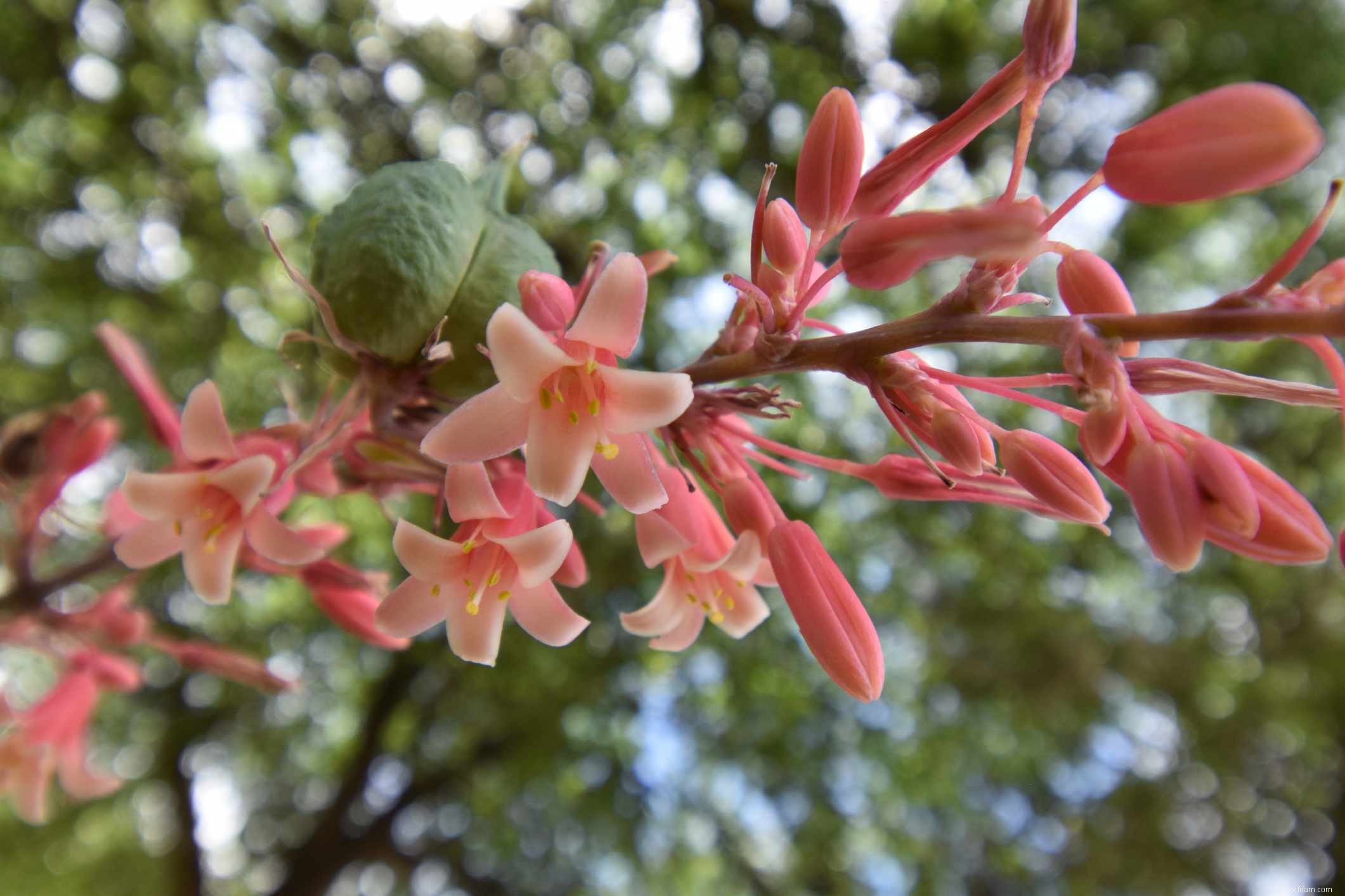 15 plantes pour les jardins du sud-ouest 