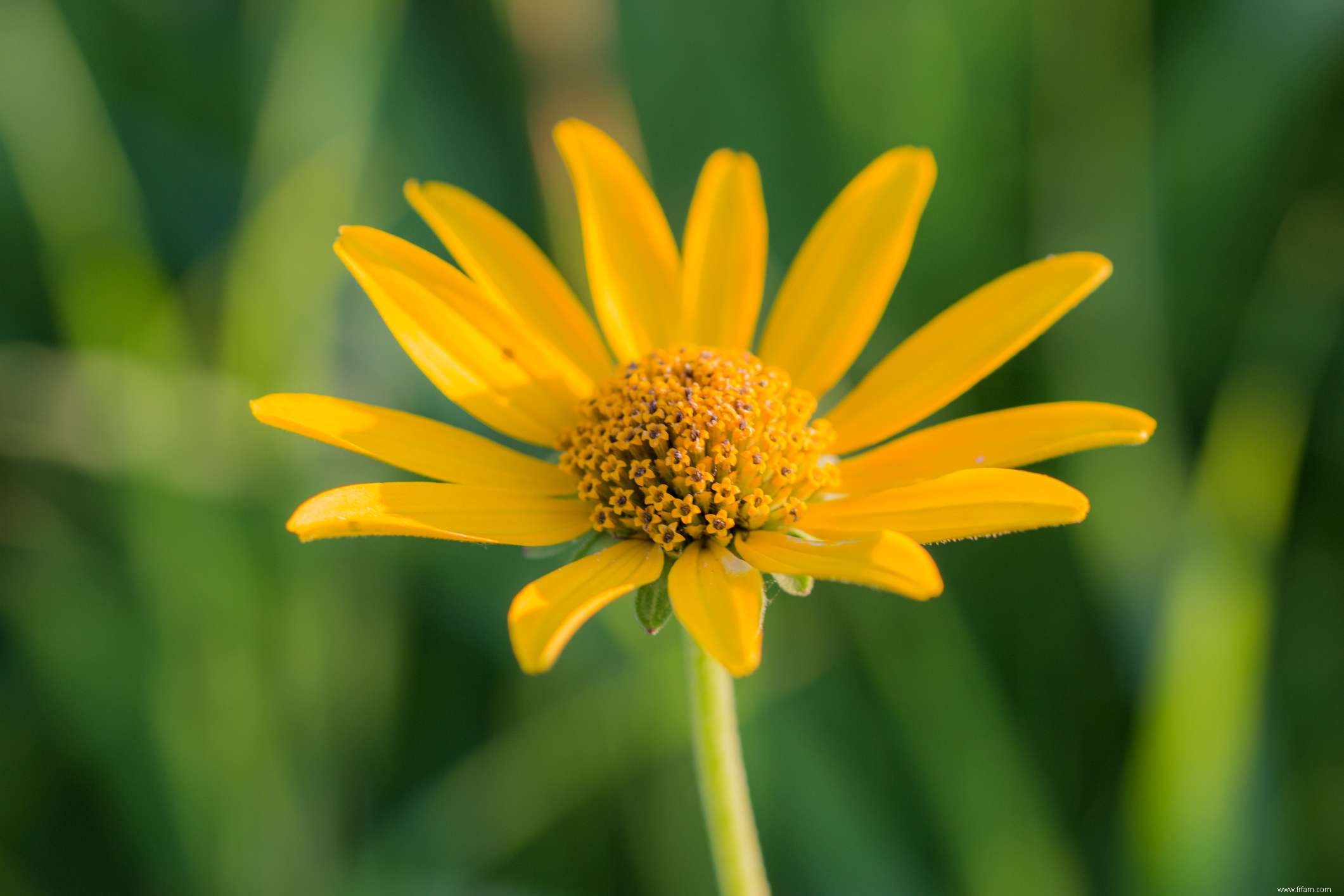 15 plantes pour les jardins du sud-ouest 