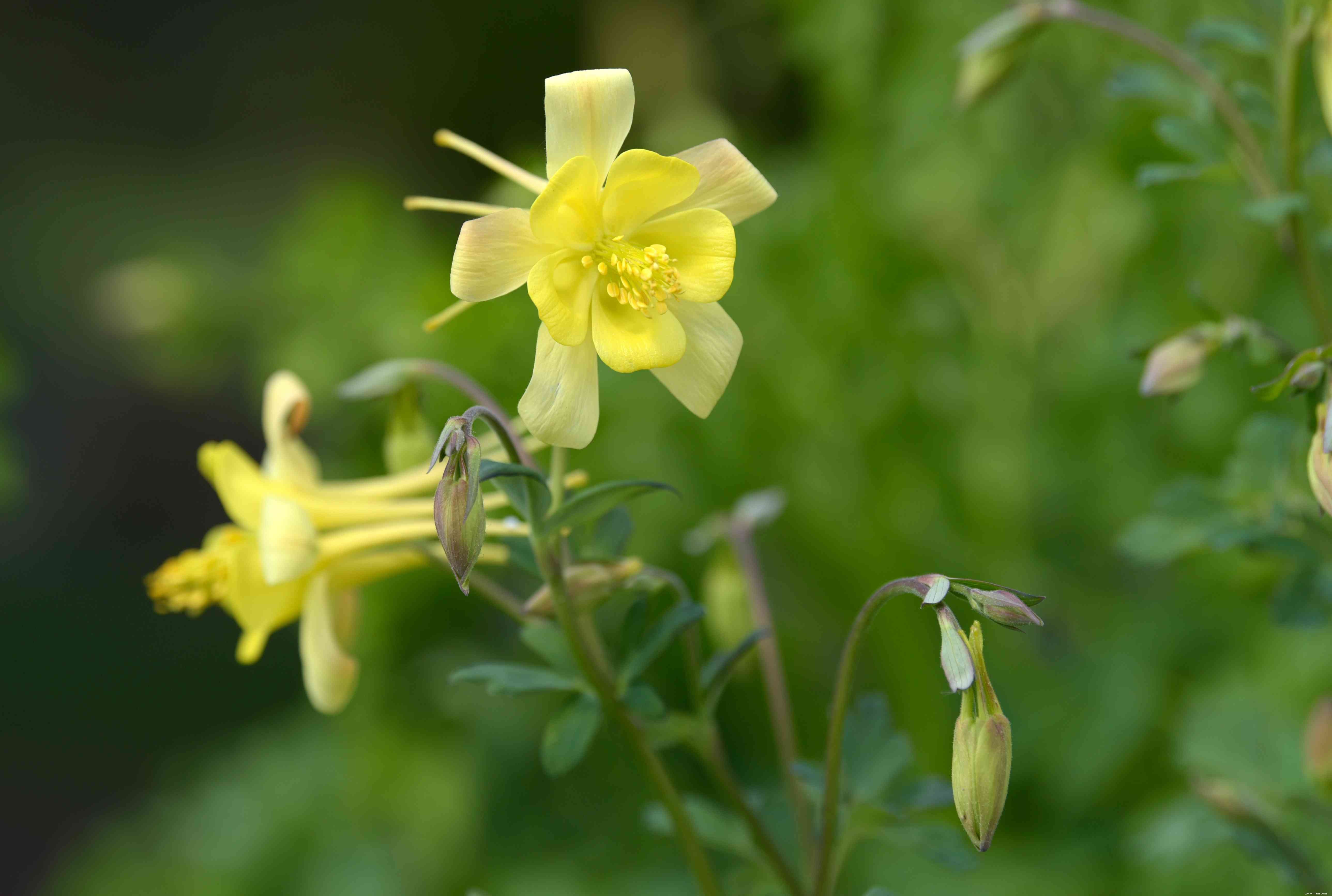 15 plantes pour les jardins du sud-ouest 