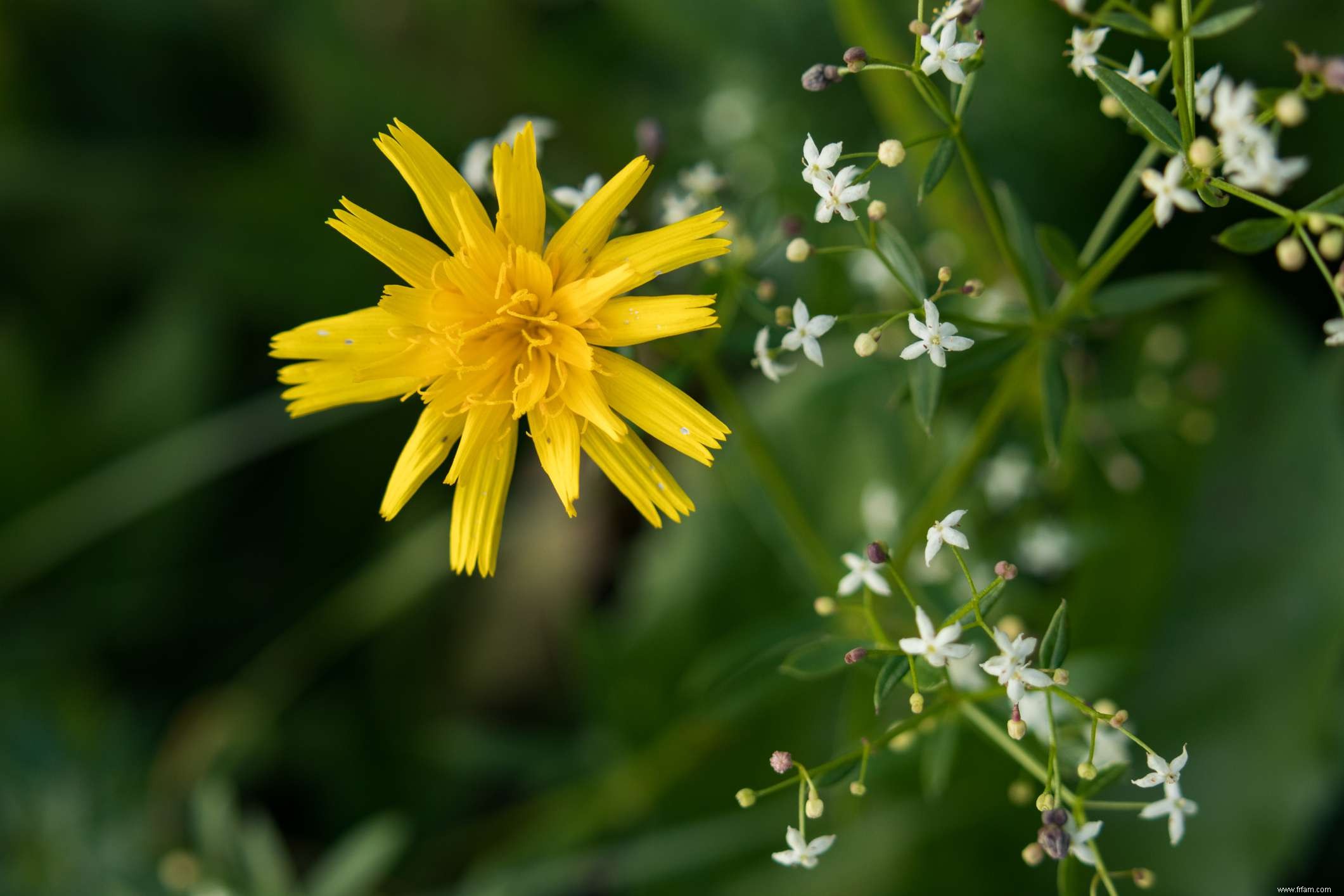 15 plantes pour les jardins du sud-ouest 