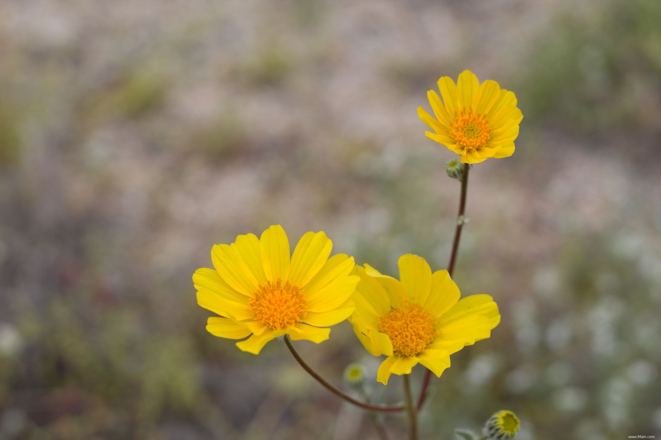 15 plantes pour les jardins du sud-ouest 