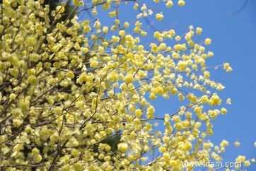 10 plantes qui fleurissent en hiver 