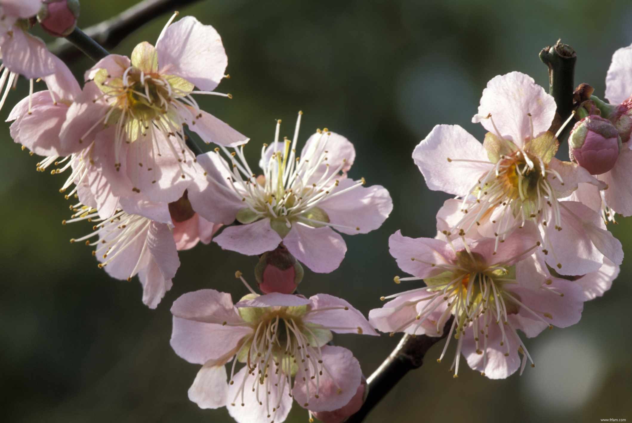 10 plantes qui fleurissent en hiver 