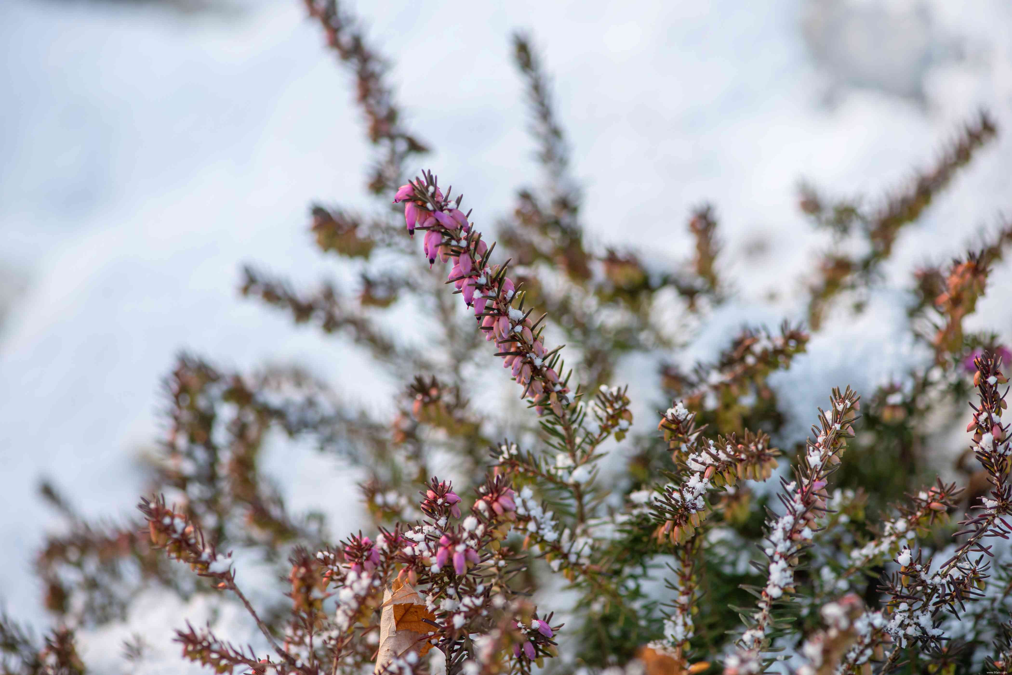 10 plantes qui fleurissent en hiver 