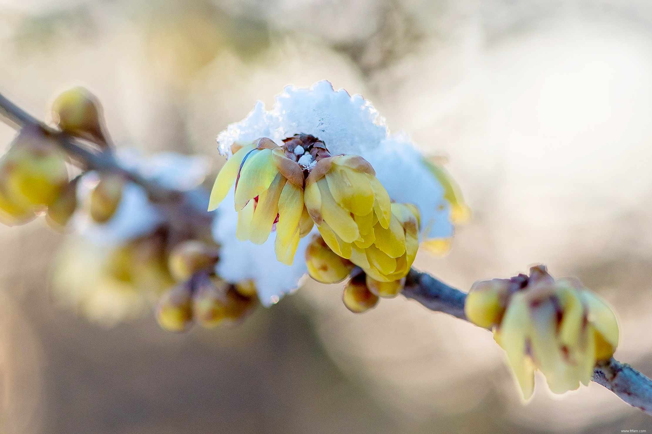 10 plantes qui fleurissent en hiver 