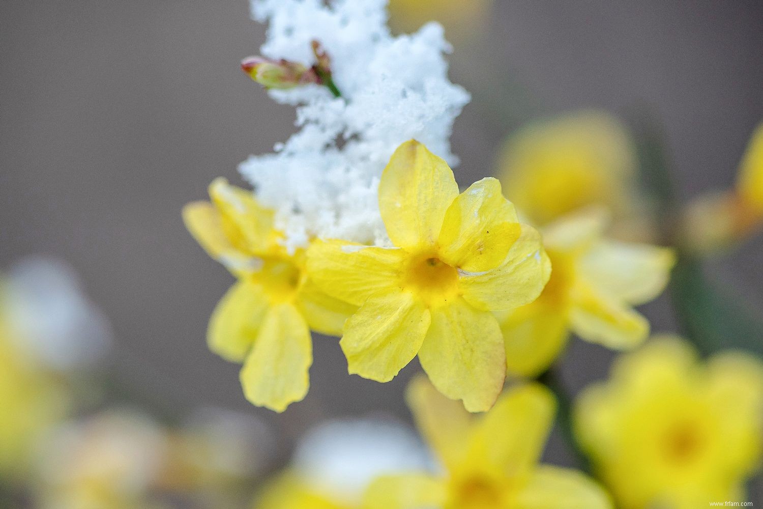 10 plantes qui fleurissent en hiver 