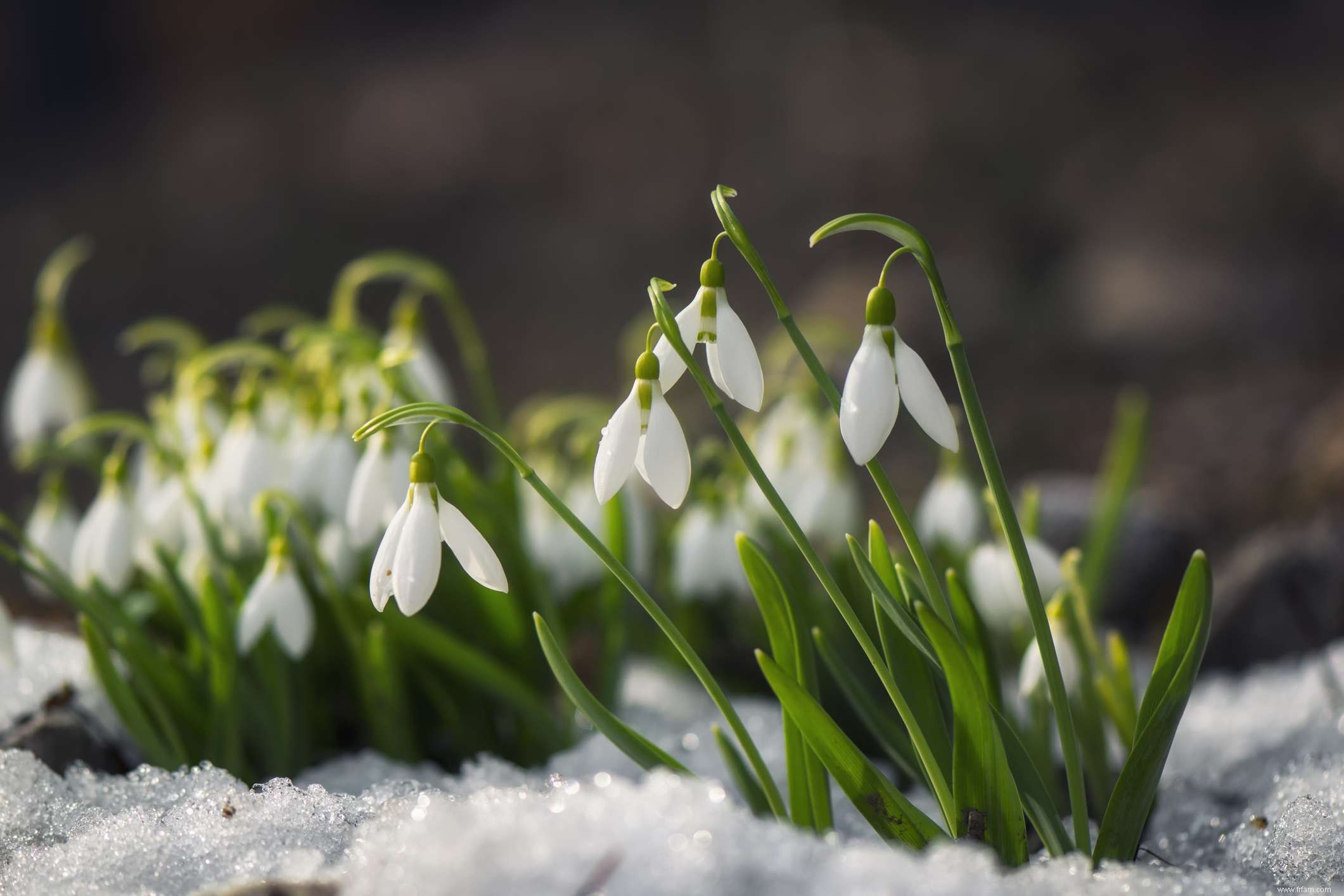 10 plantes qui fleurissent en hiver 