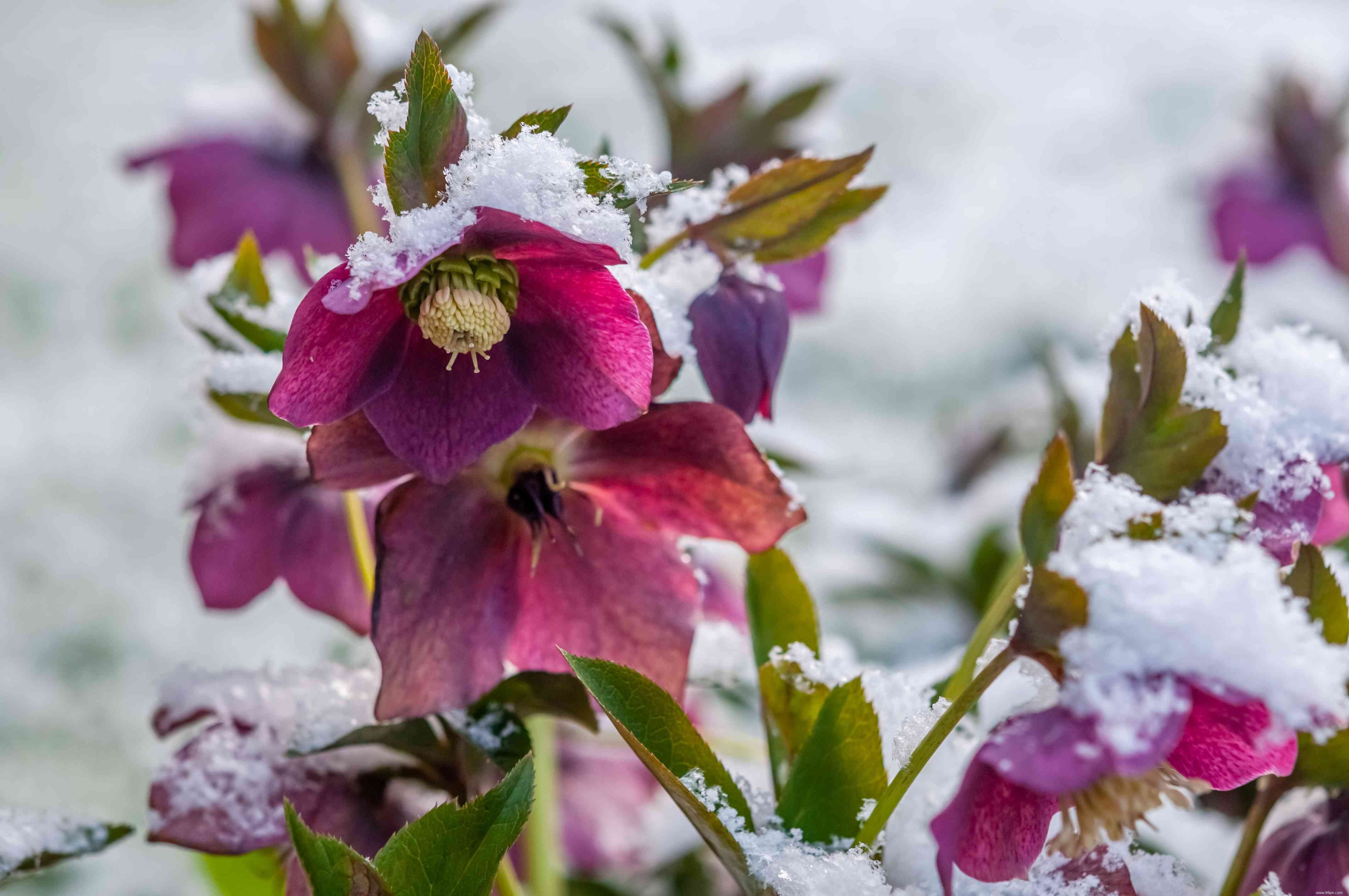 10 plantes qui fleurissent en hiver 