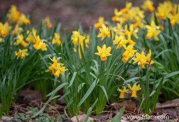 Les meilleures plantes pour attirer les papillons 