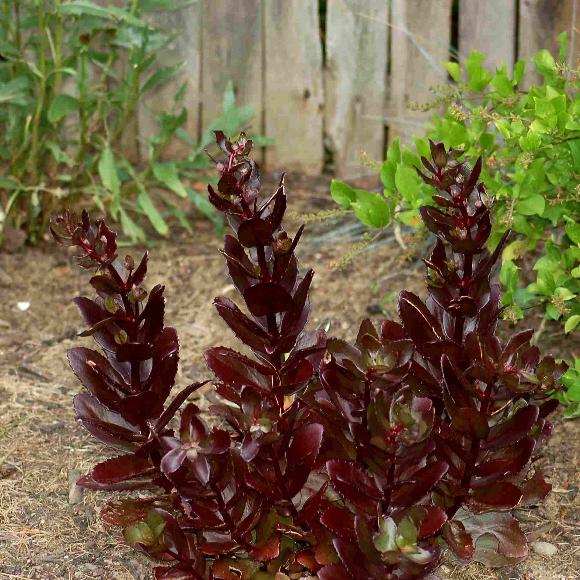 Les meilleures plantes pour attirer les papillons 