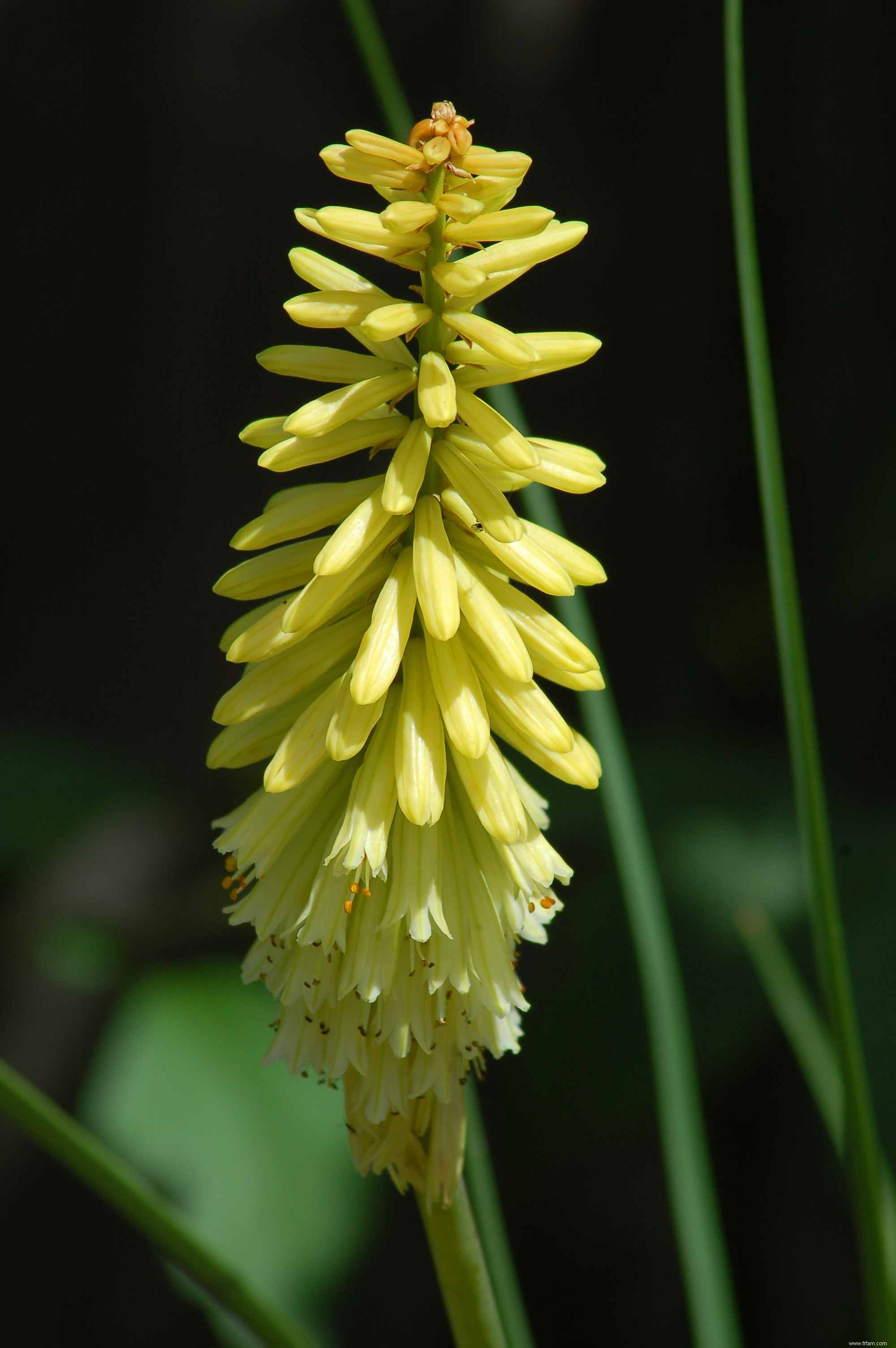 Les meilleures plantes pour attirer les papillons 