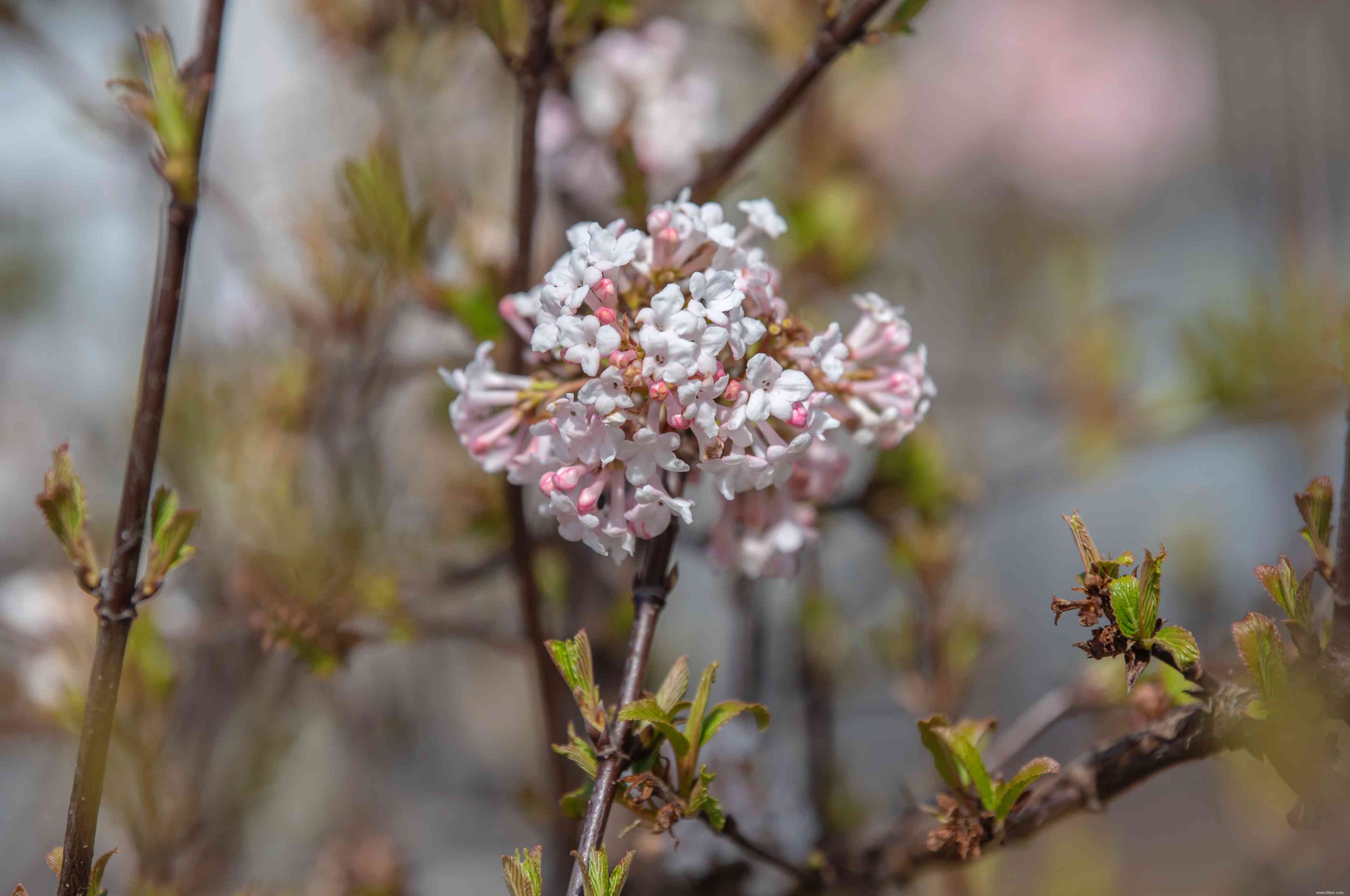 Les meilleures plantes pour attirer les papillons 