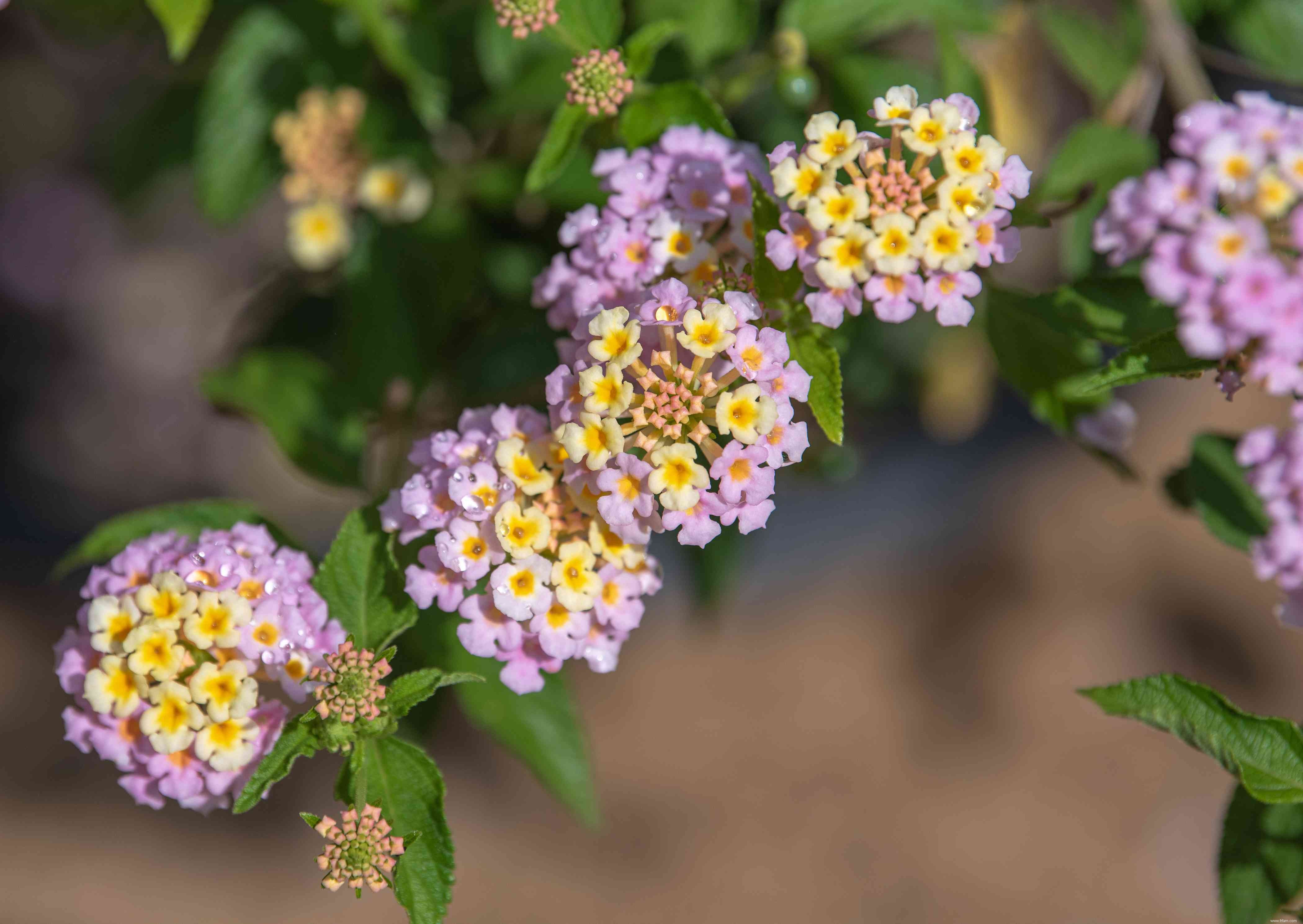 Les meilleures plantes pour attirer les papillons 