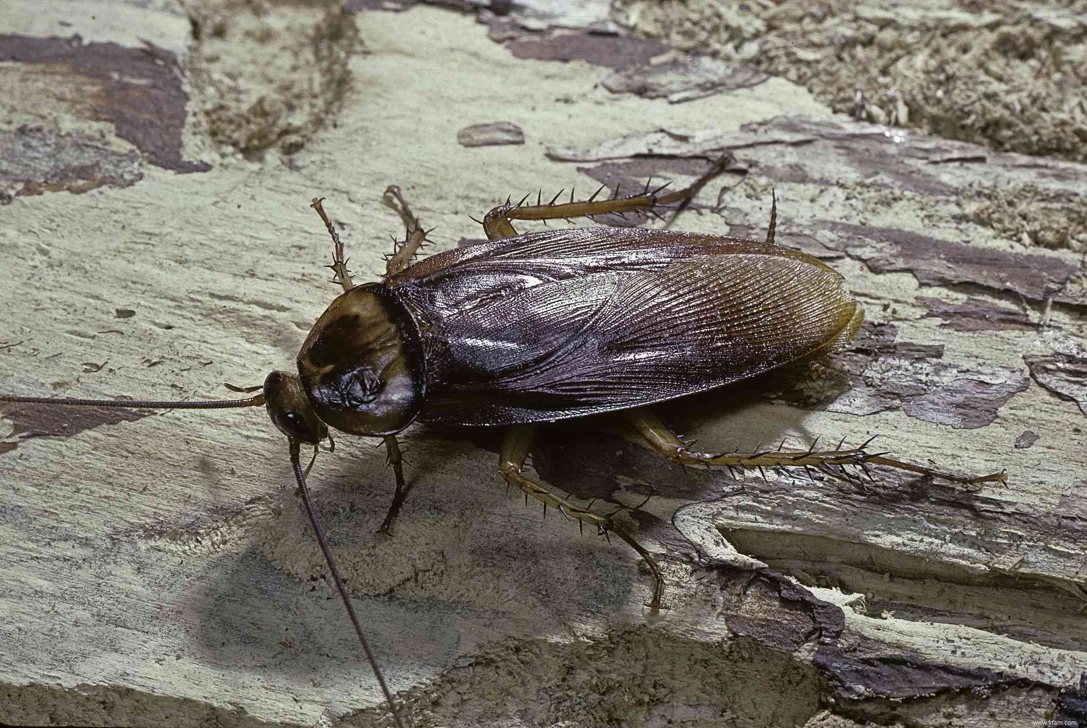 Comment se débarrasser des insectes Palmetto 