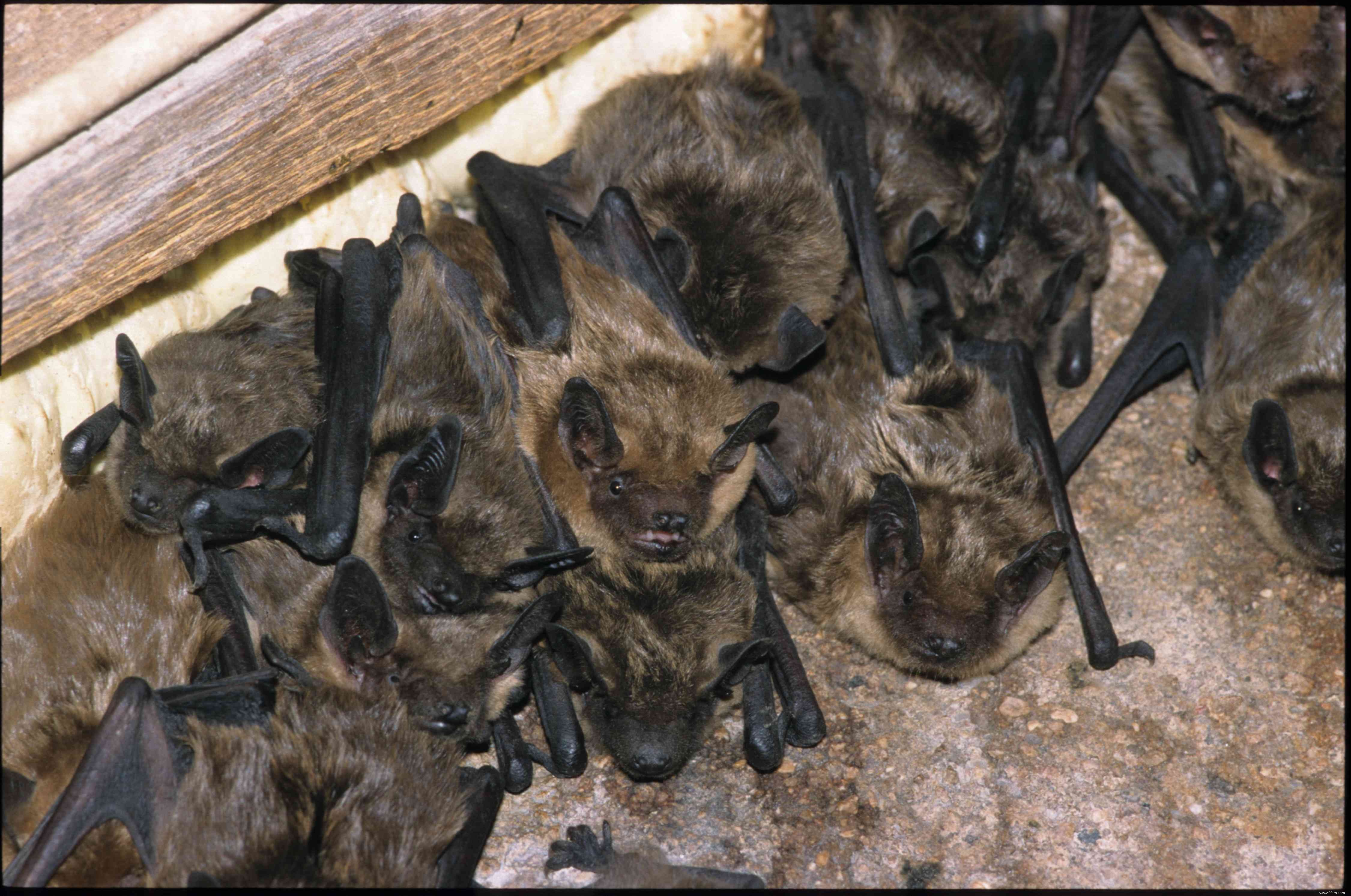 Comment se débarrasser des chauves-souris dans une maison 