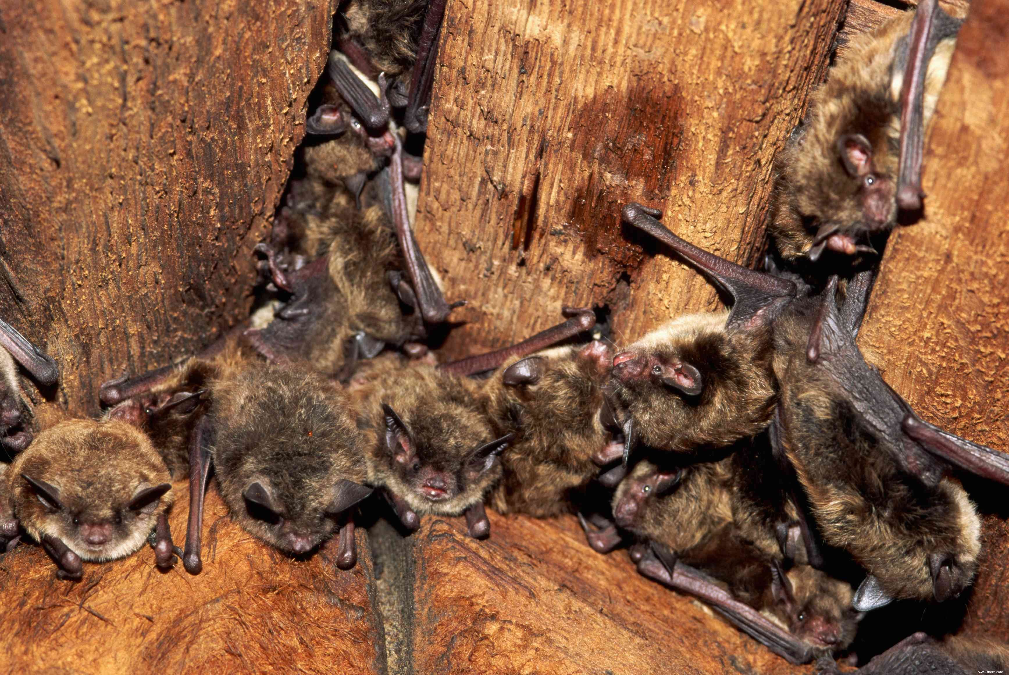 Comment se débarrasser des chauves-souris dans une maison 