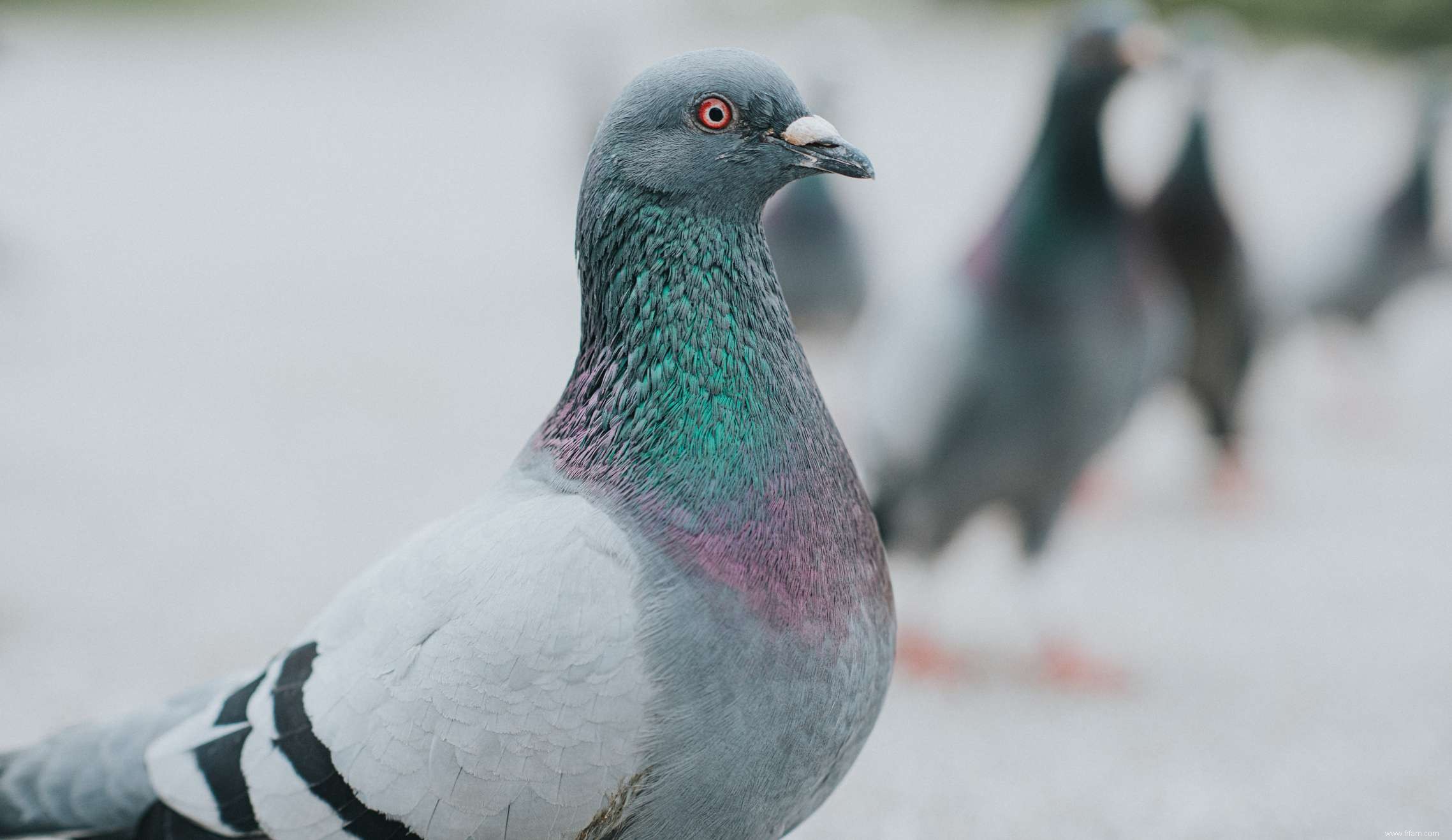 Comment se débarrasser des pigeons 