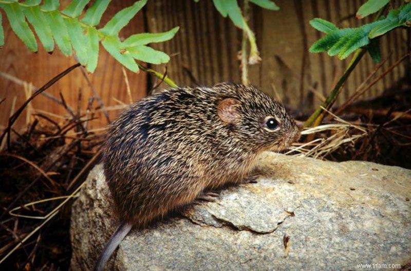 Comment se débarrasser des souris sylvestres 